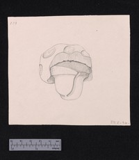 Drawing of clay stopper 50-207