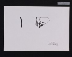 Drawing of PCE sherd 50-544