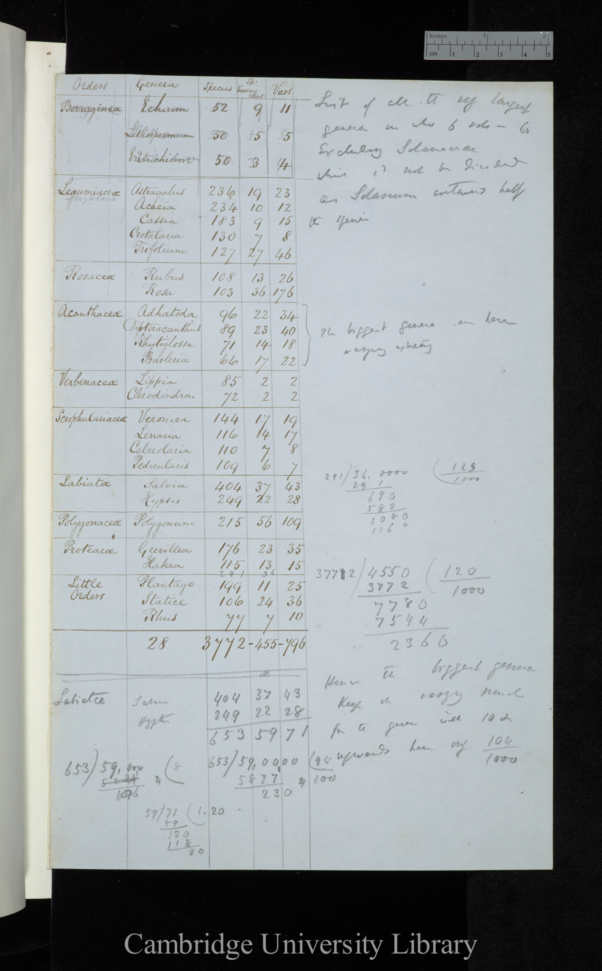 List of all the very largest genera in wh[ole] 6 vols - Excluding Solanaceae which cd not be divided as Solanum contained half the species (table)