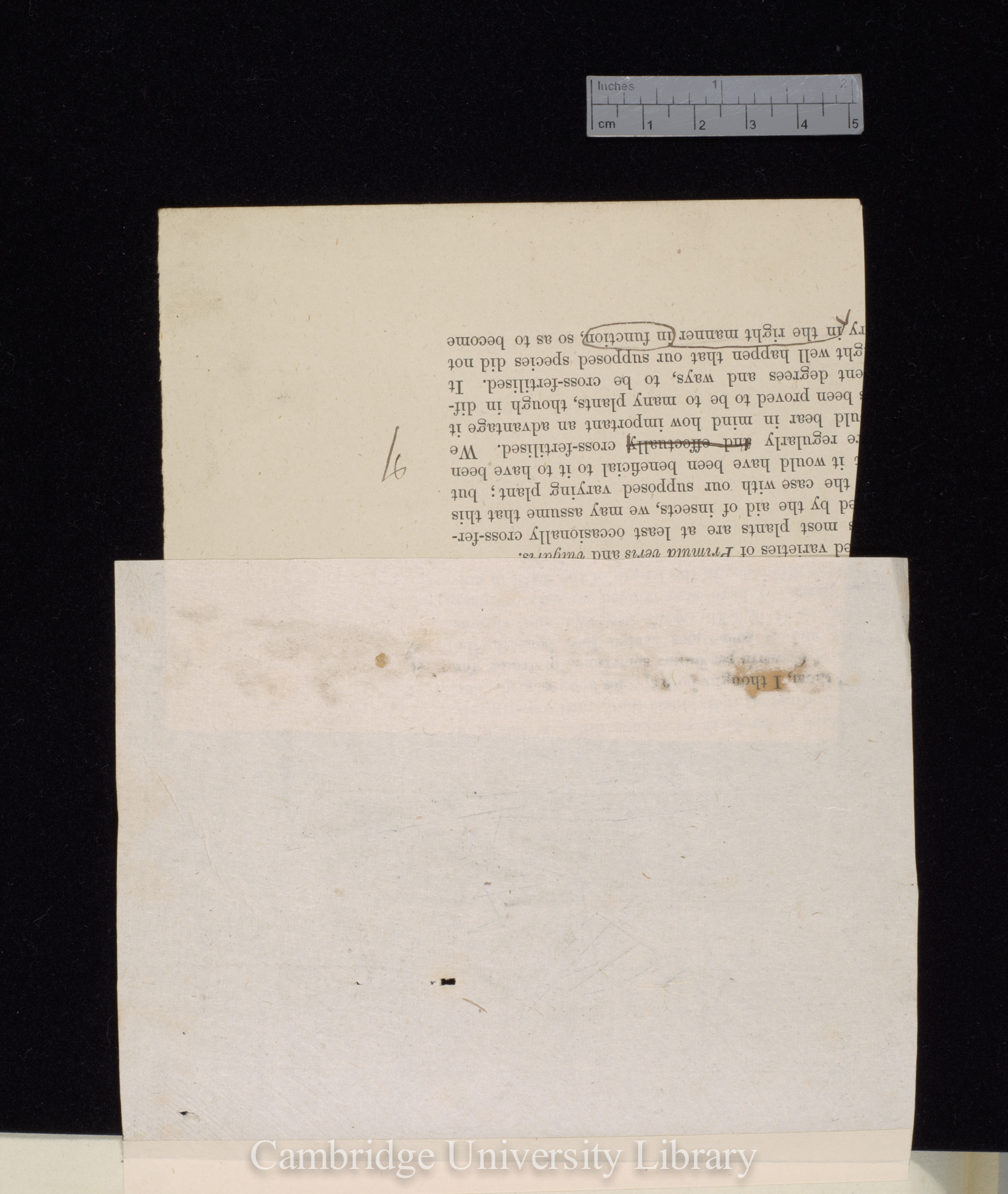 proof sheet of &#39;Forms of flowers&#39; [fragment only] [published p 261]