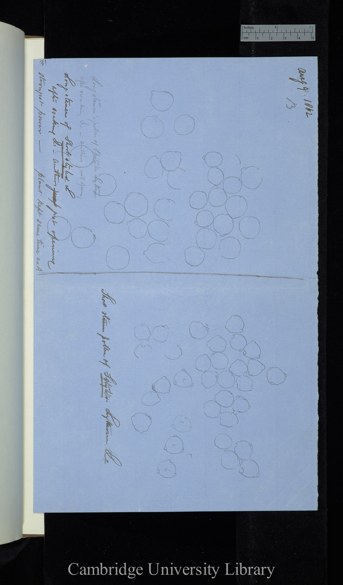 [diagrams of pollen from differently-styled stamens of Lythrum]