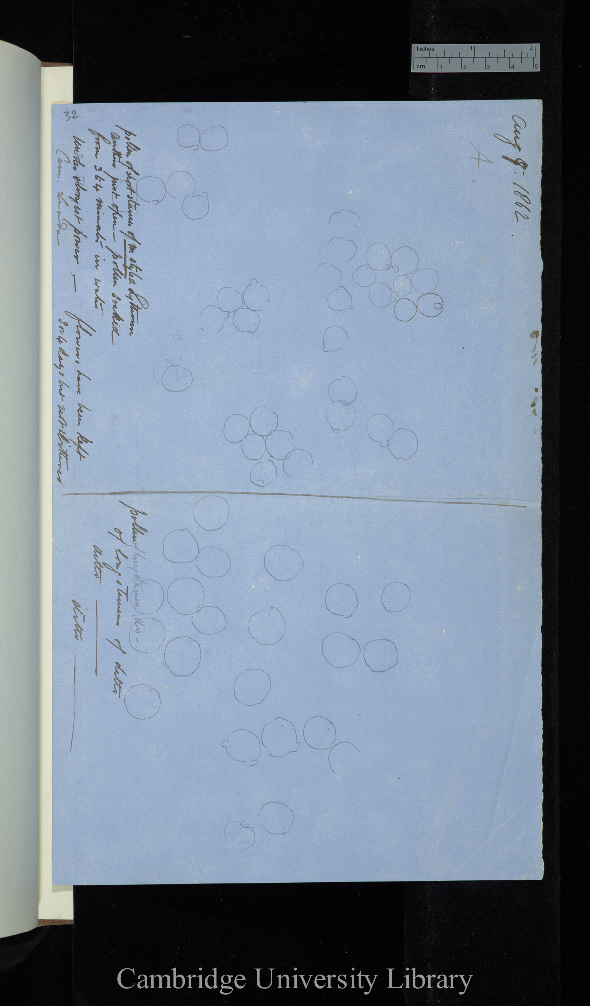 [diagrams of pollen from differently-styled stamens of Lythrum]