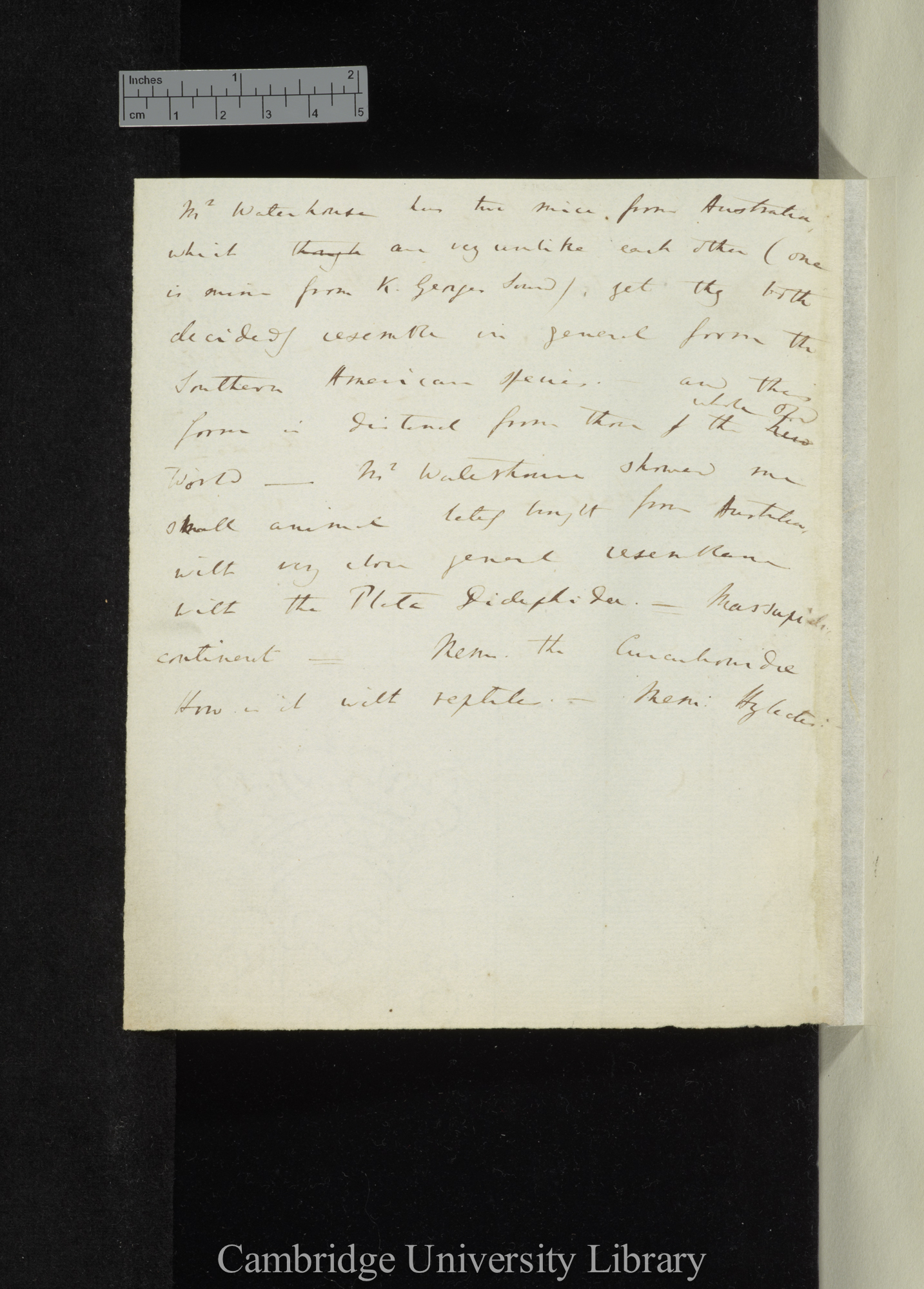 Discussion with G. R. Waterhouse on animal distribution &amp; Beagle collection (Mus, Didelphis, Curculonidae, Reptiles)