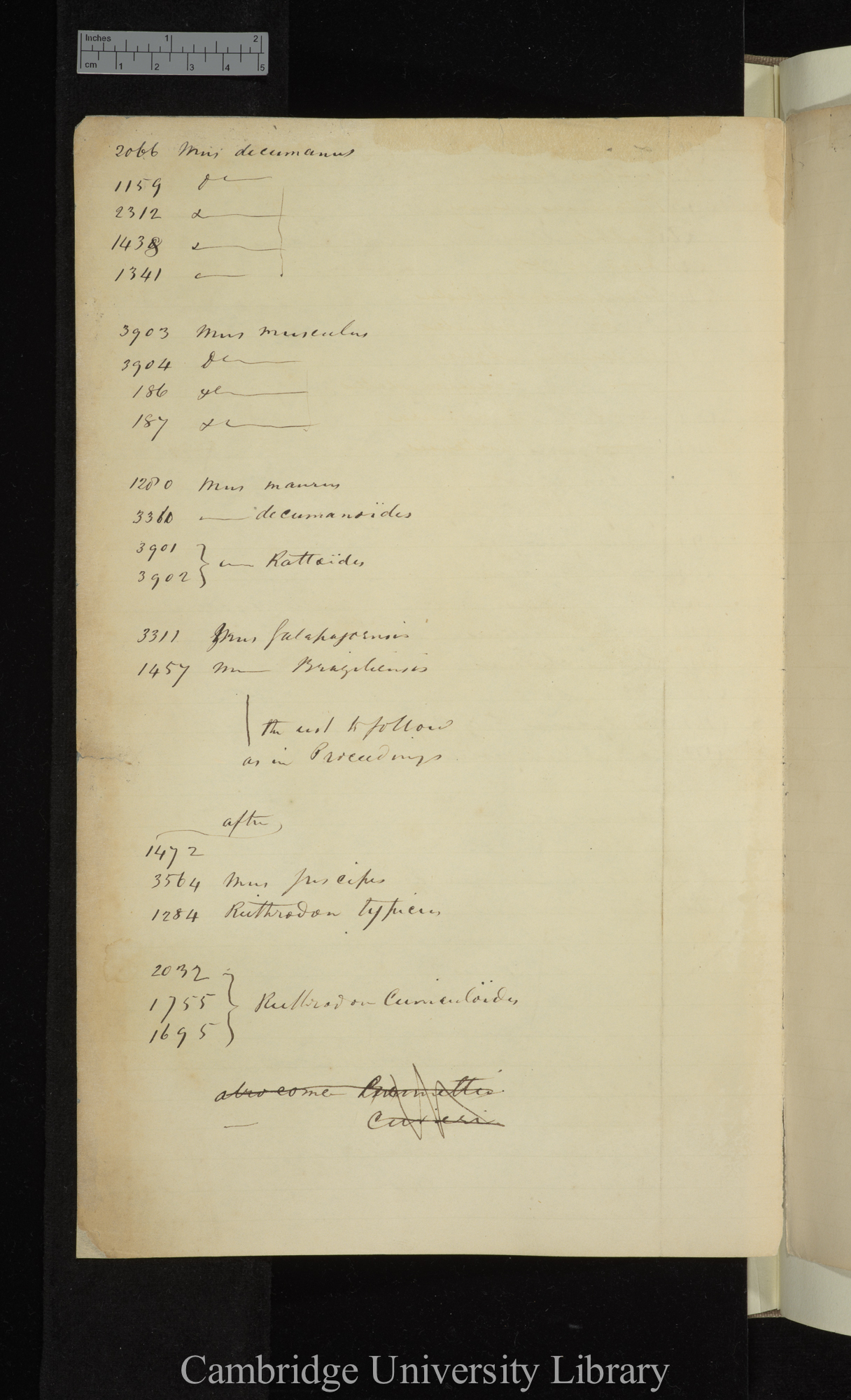 Waterhouse list of Beagle rodent collection (Mus) (verso of 1st list)