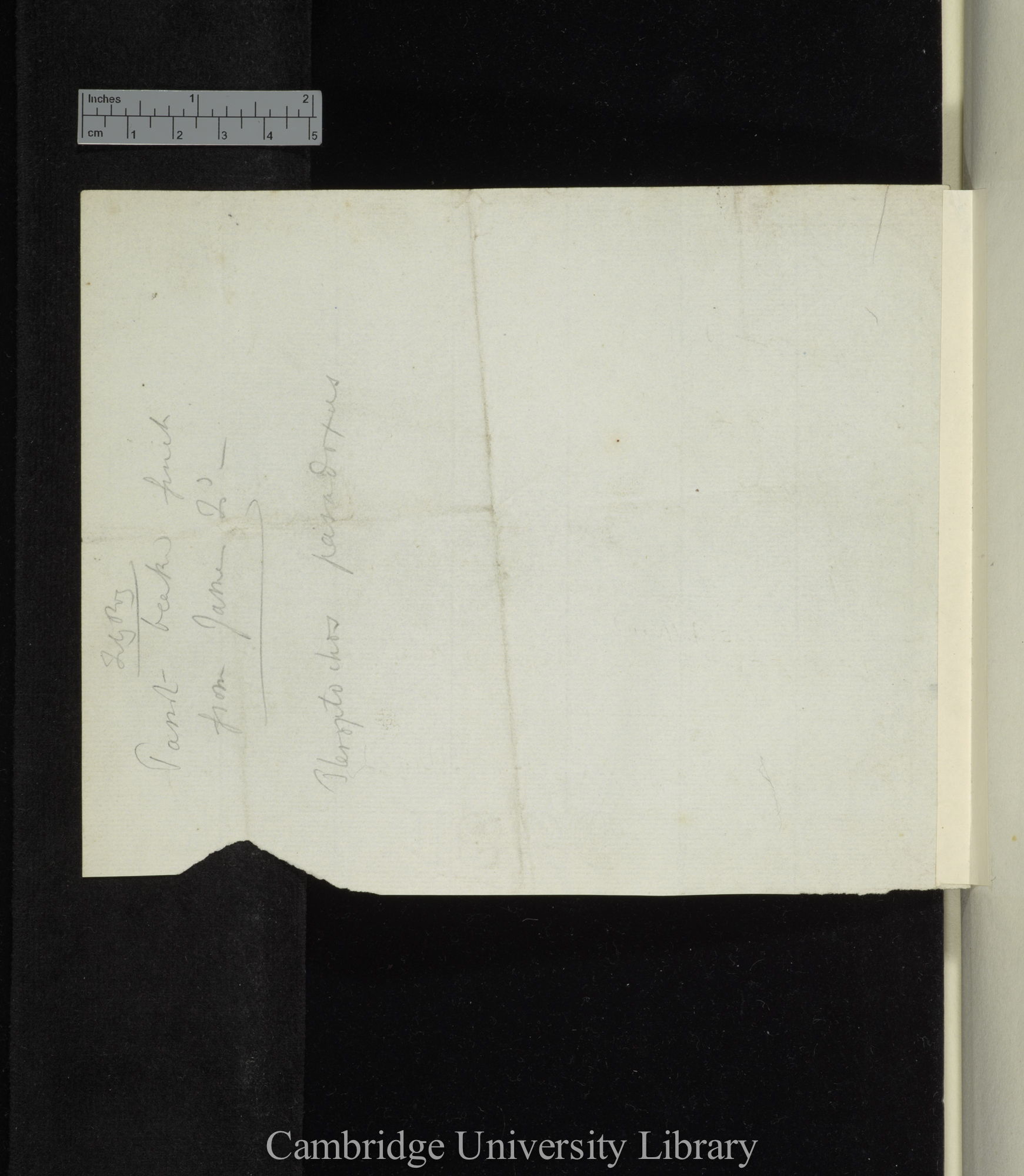 Parrot-beak finch from James Island (on verso of fox specimens note)