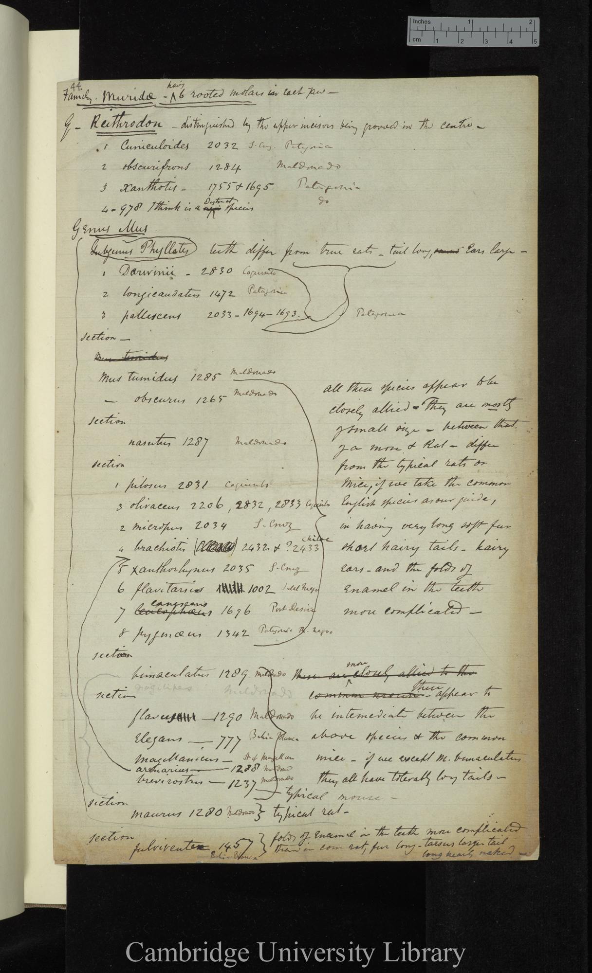 Waterhouse list of  Muridae genera in Beagle collection