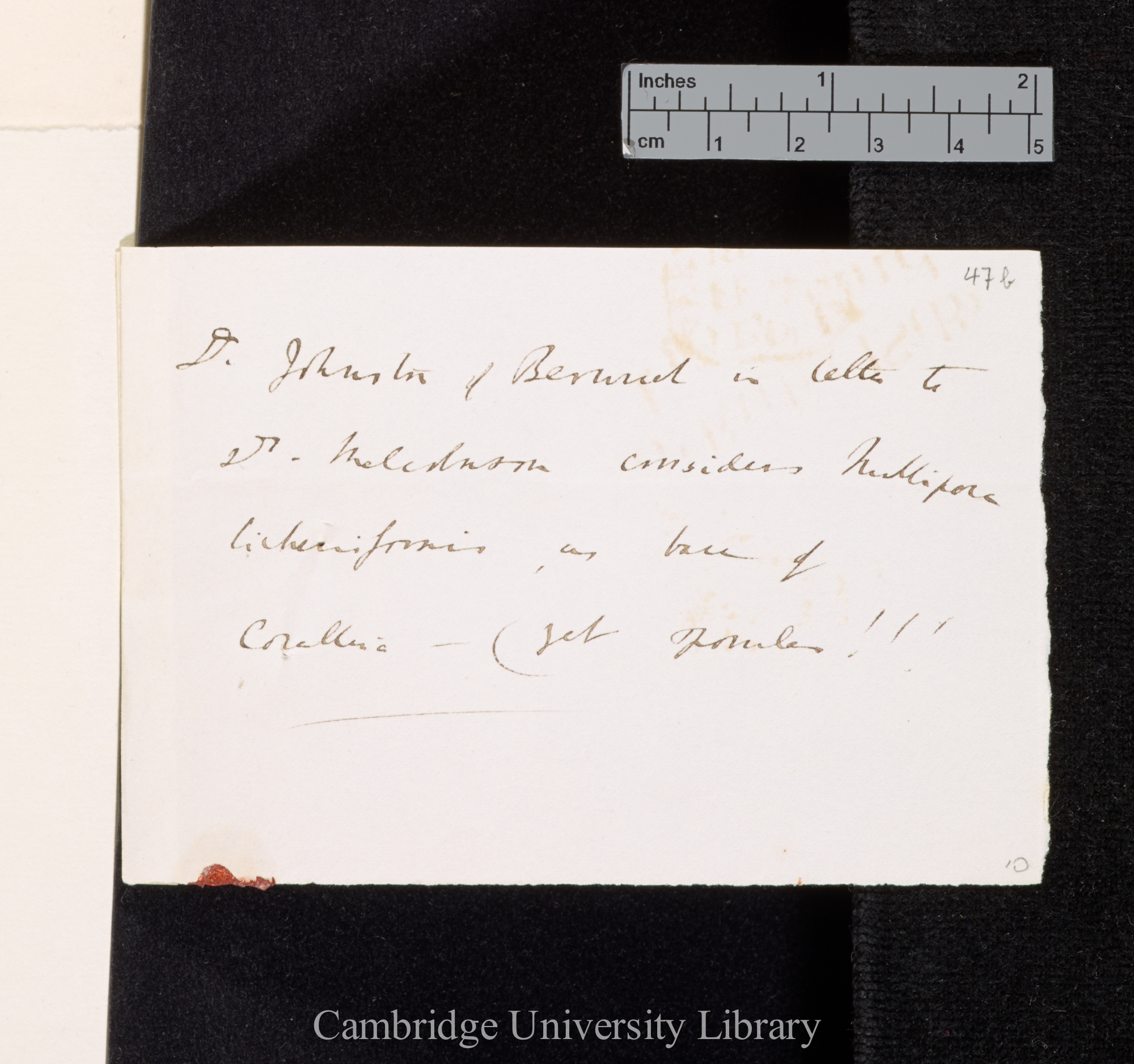 Dr Johnston of Bermuda[?] in letter to Dr Malcolmson considers Nullipora licheniformis as base of Corallina - yet sporules