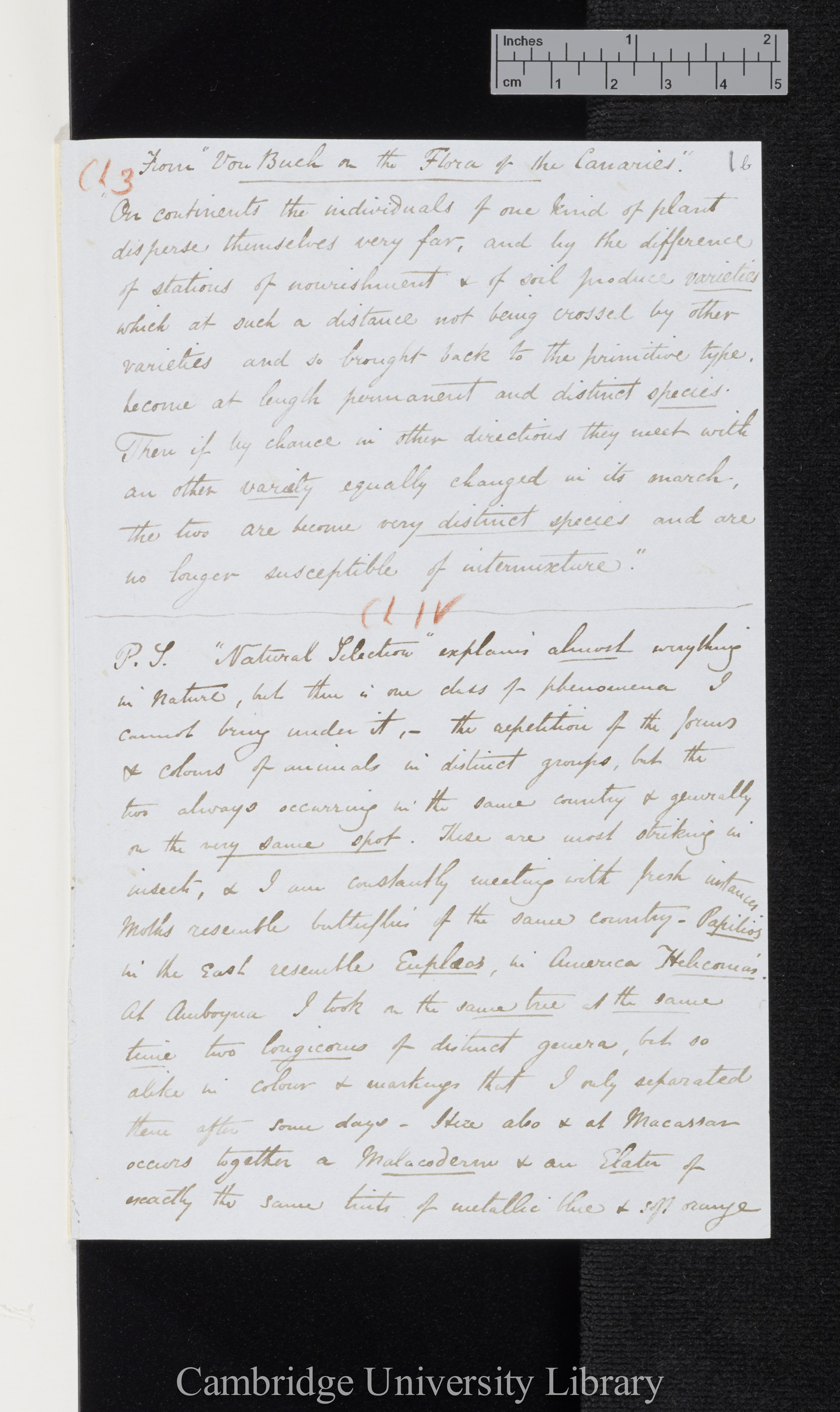 Alfred Russel Wallace to Charles Robert Darwin