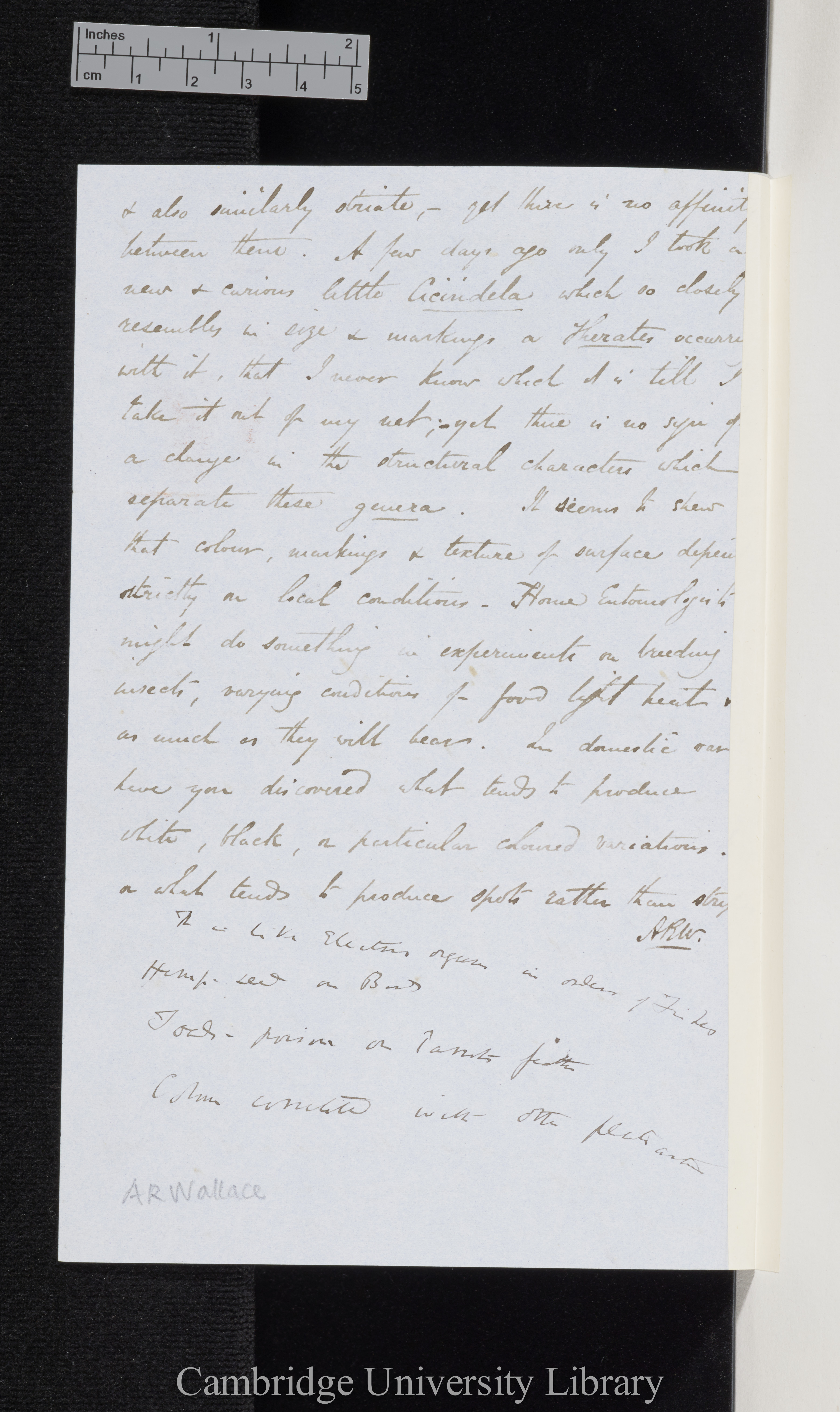 Alfred Russel Wallace to Charles Robert Darwin