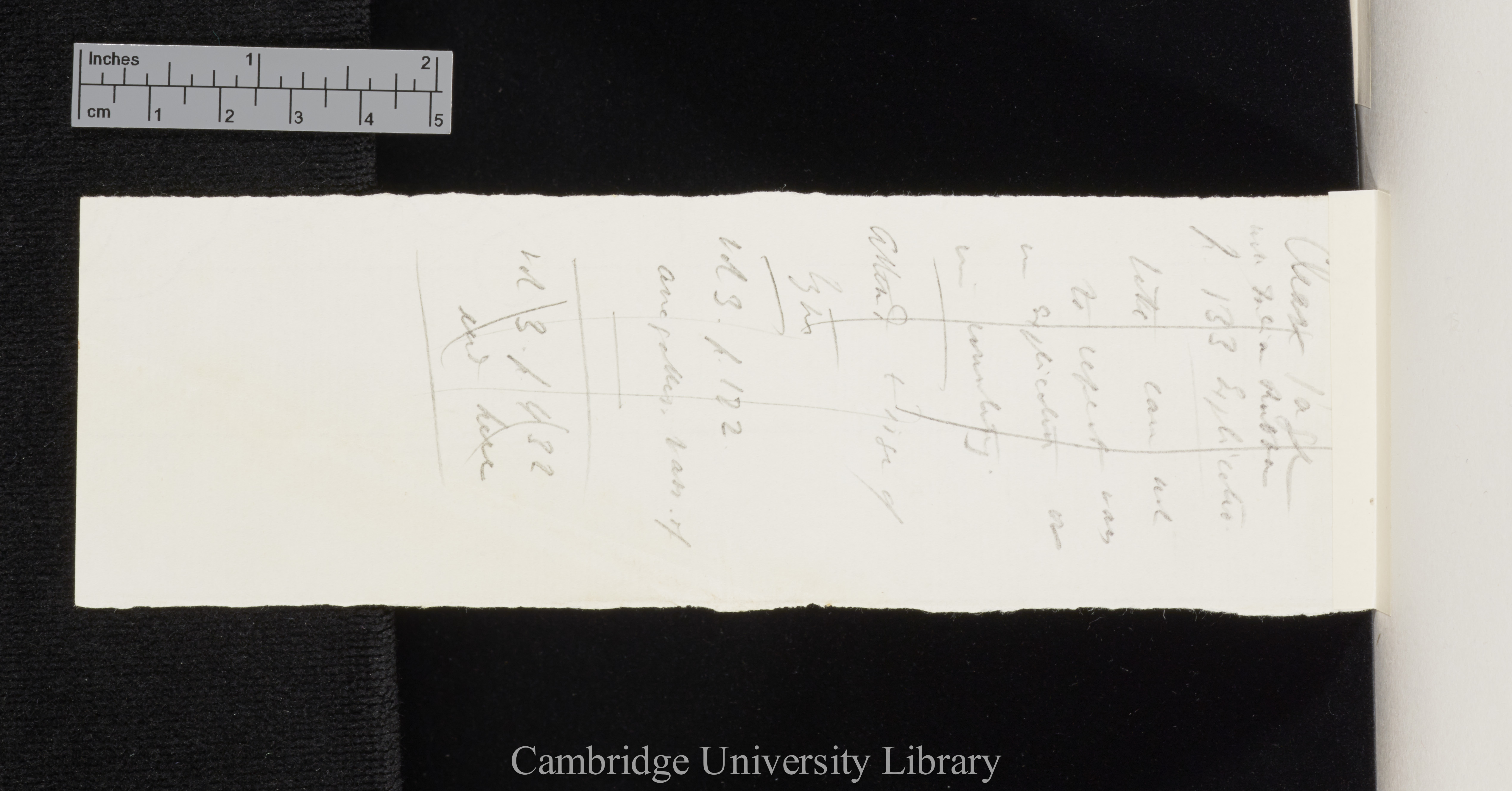 Webb &amp; Berthelot &#39;Phytographia Iles Canaries&#39; 3: 172