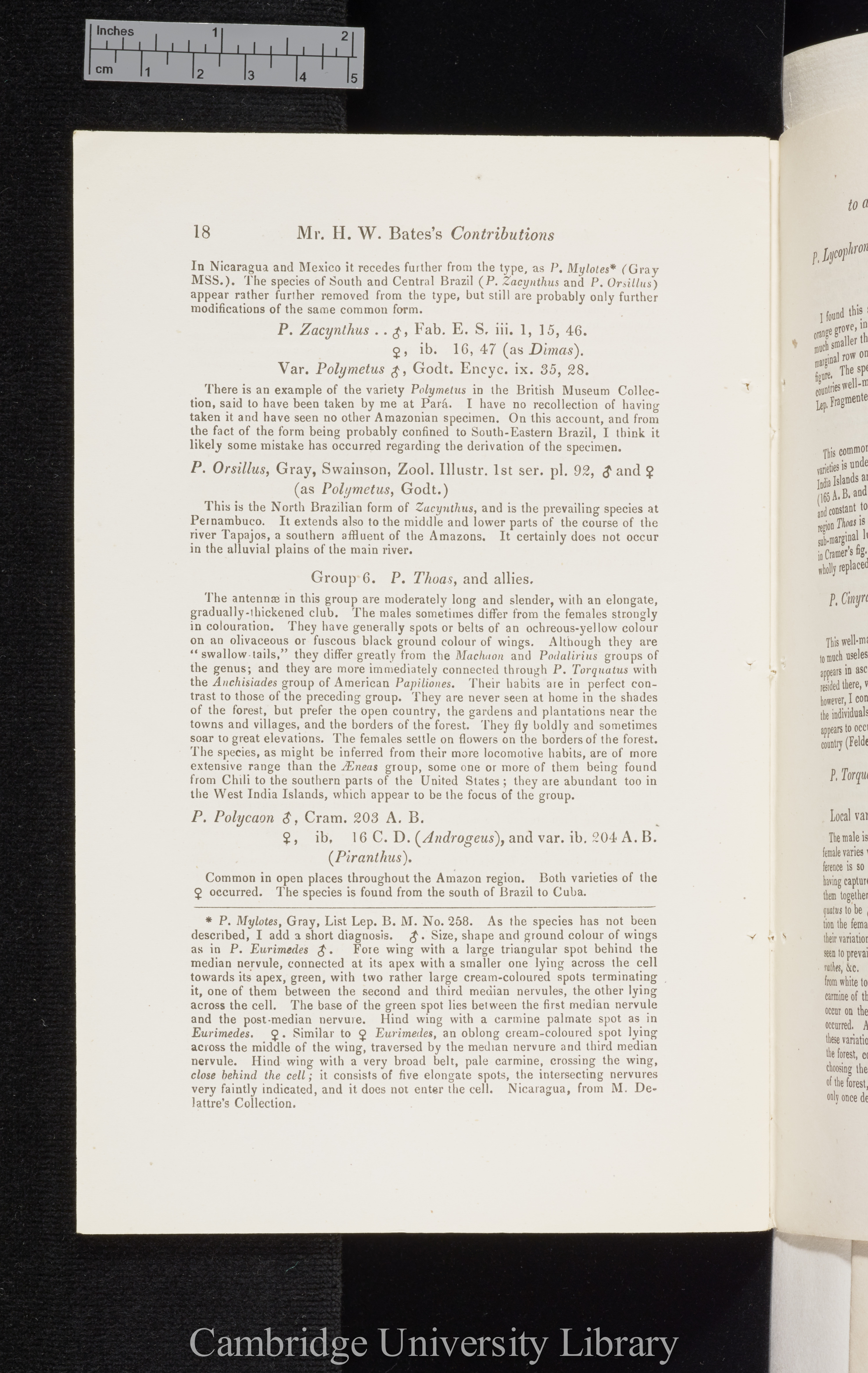 Bates, Henry Walter. Contributions to an insect fauna of the Amazon valley I: Diurnal Lepidoptera &#39;Entomological Society (Transactions)&#39; 2s 5: 335-361 [18]