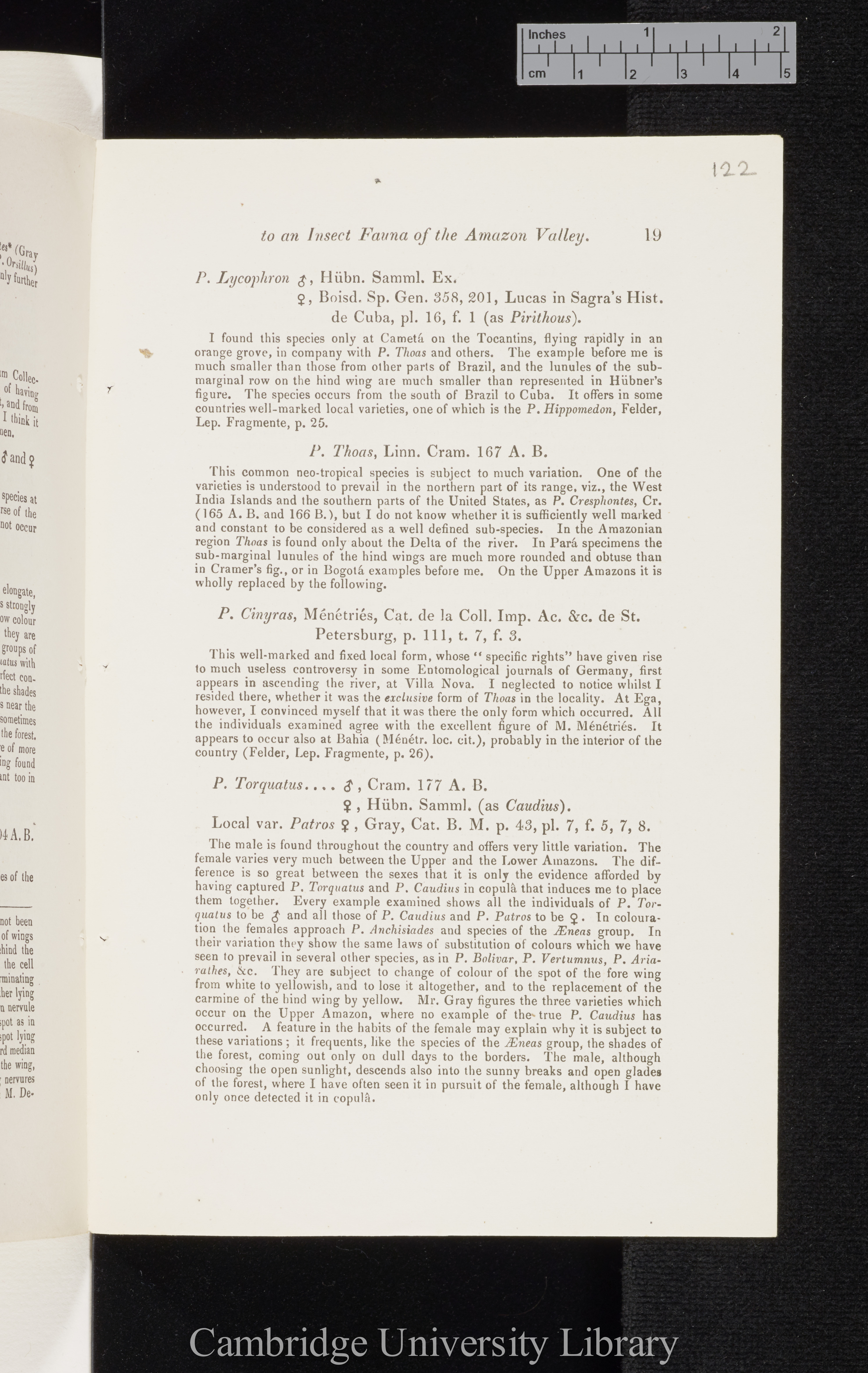 Bates, Henry Walter. Contributions to an insect fauna of the Amazon valley I: Diurnal Lepidoptera &#39;Entomological Society (Transactions)&#39; 2s 5: 335-361 [19]