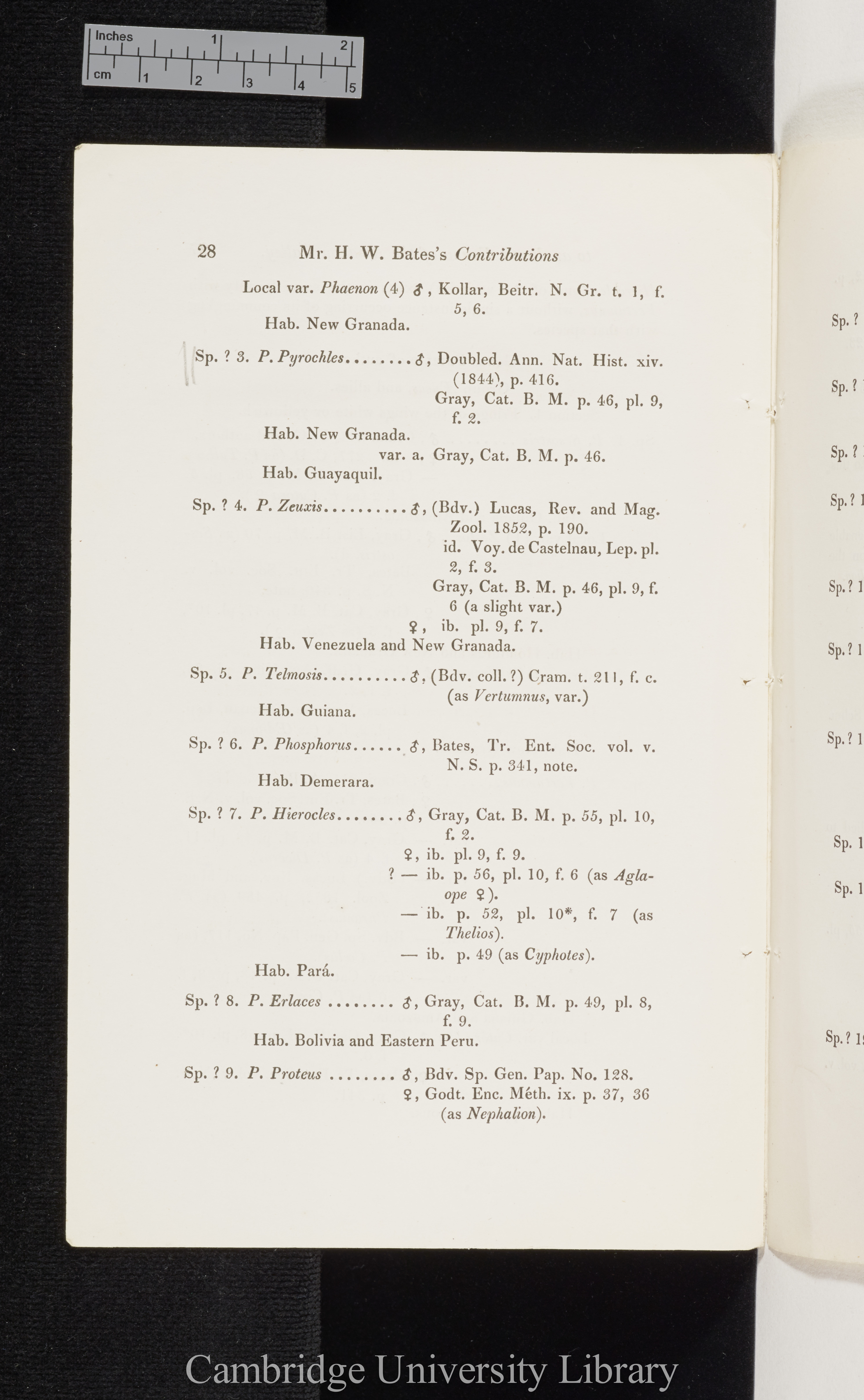 Bates, Henry Walter. Contributions to an insect fauna of the Amazon valley I: Diurnal Lepidoptera &#39;Entomological Society (Transactions)&#39; 2s 5: 335-361 [28]