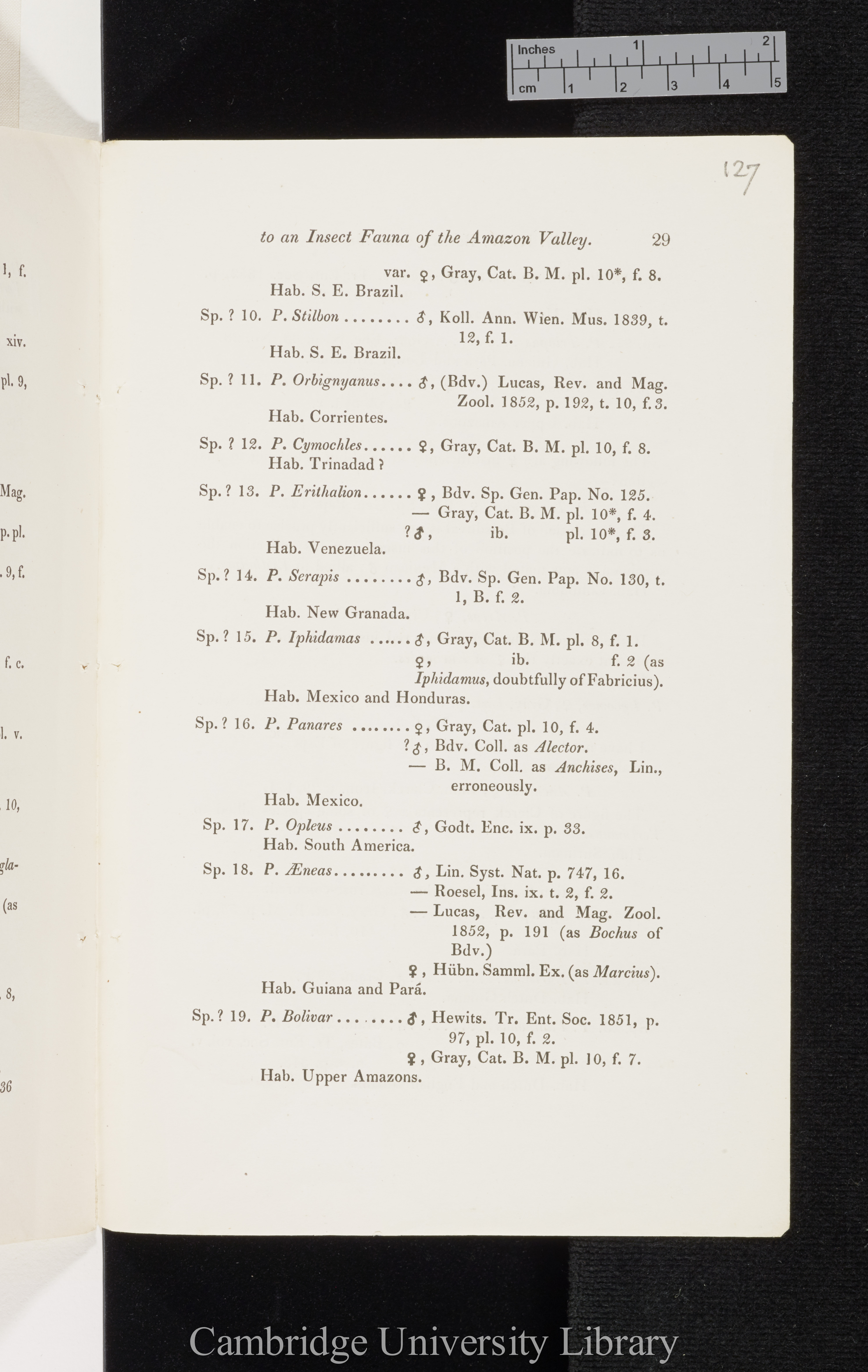 Bates, Henry Walter. Contributions to an insect fauna of the Amazon valley I: Diurnal Lepidoptera &#39;Entomological Society (Transactions)&#39; 2s 5: 335-361 [29]