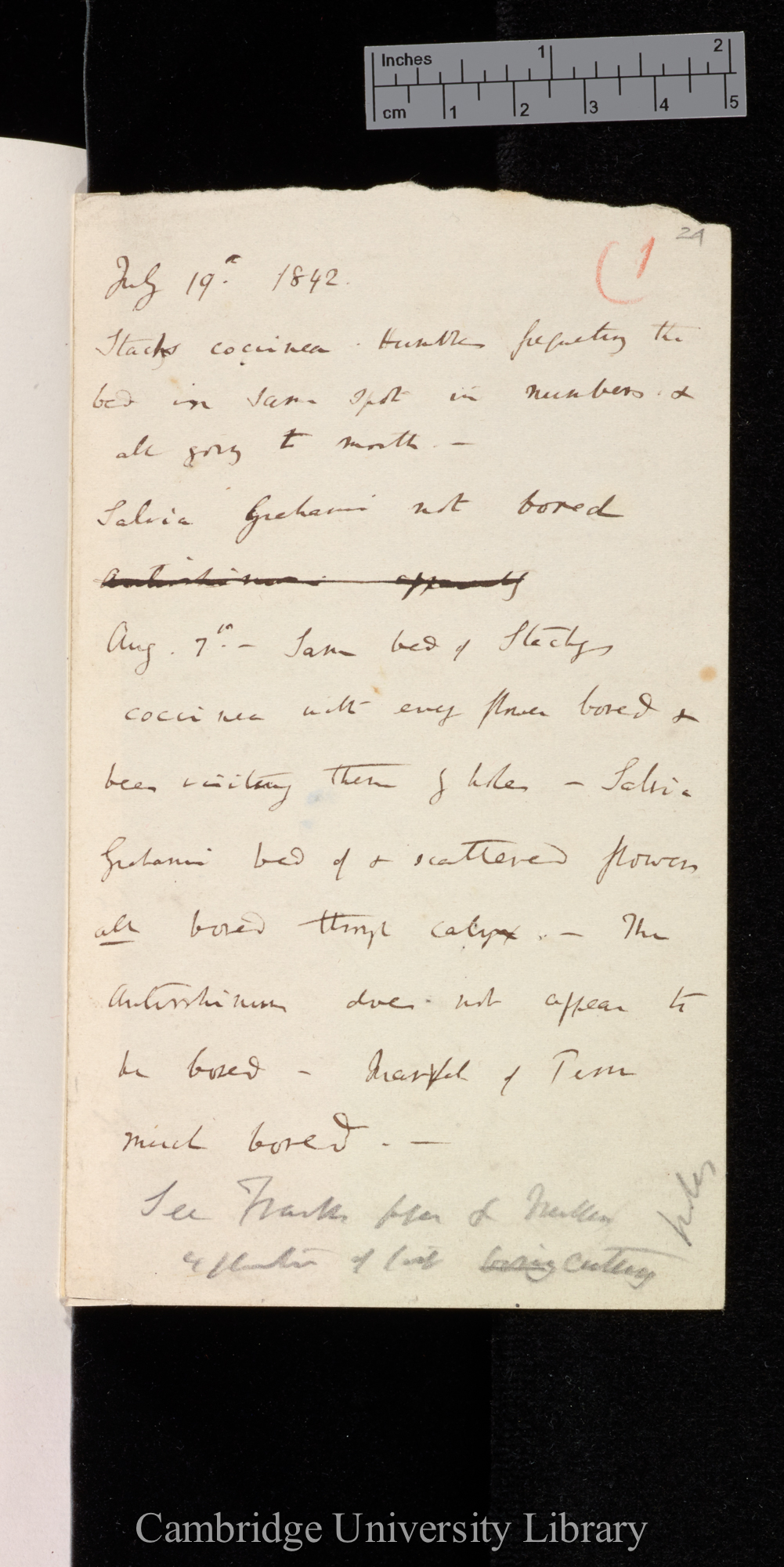 Notes on the Fertilisation of Flowers 1842-21r