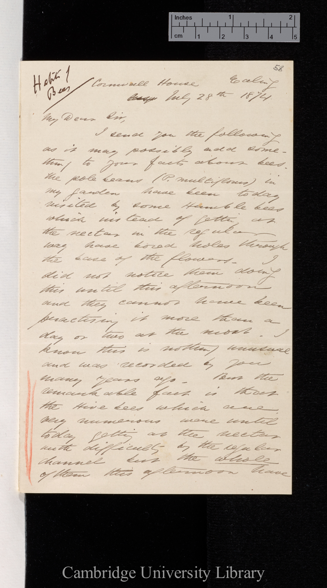 Thomas Belt to Charles Robert Darwin