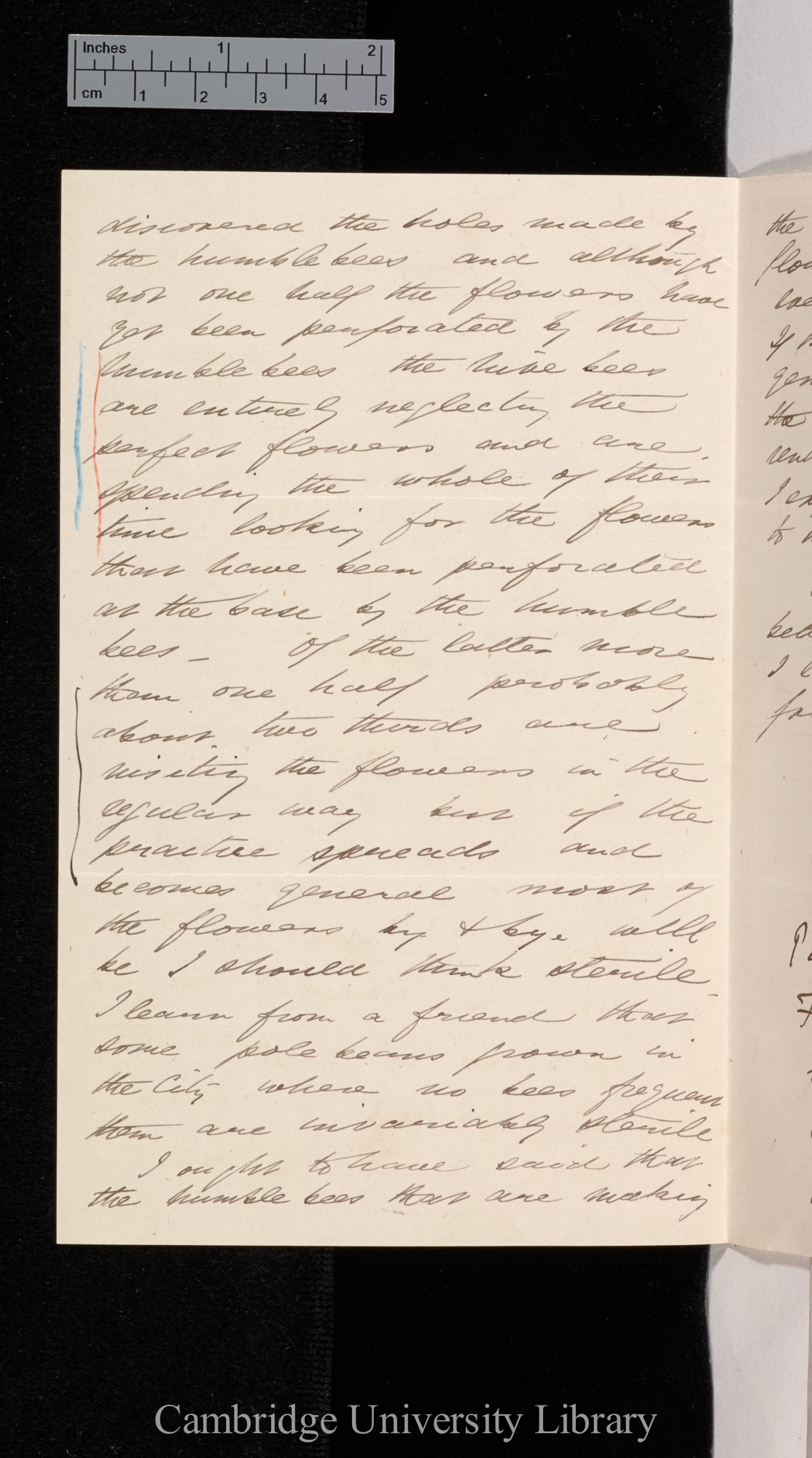 Thomas Belt to Charles Robert Darwin