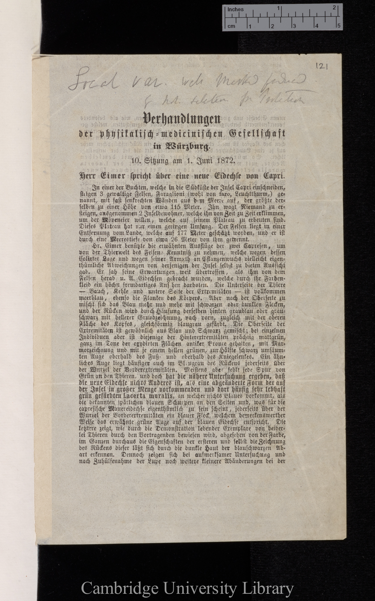 Eimer, Theodor. Eine neue Eidechse von Capri &#39;Physikalisch-Medicinische Gesellschaft, Verhandlungen&#39; 2s  3: ix-xi [1, unpaginated]