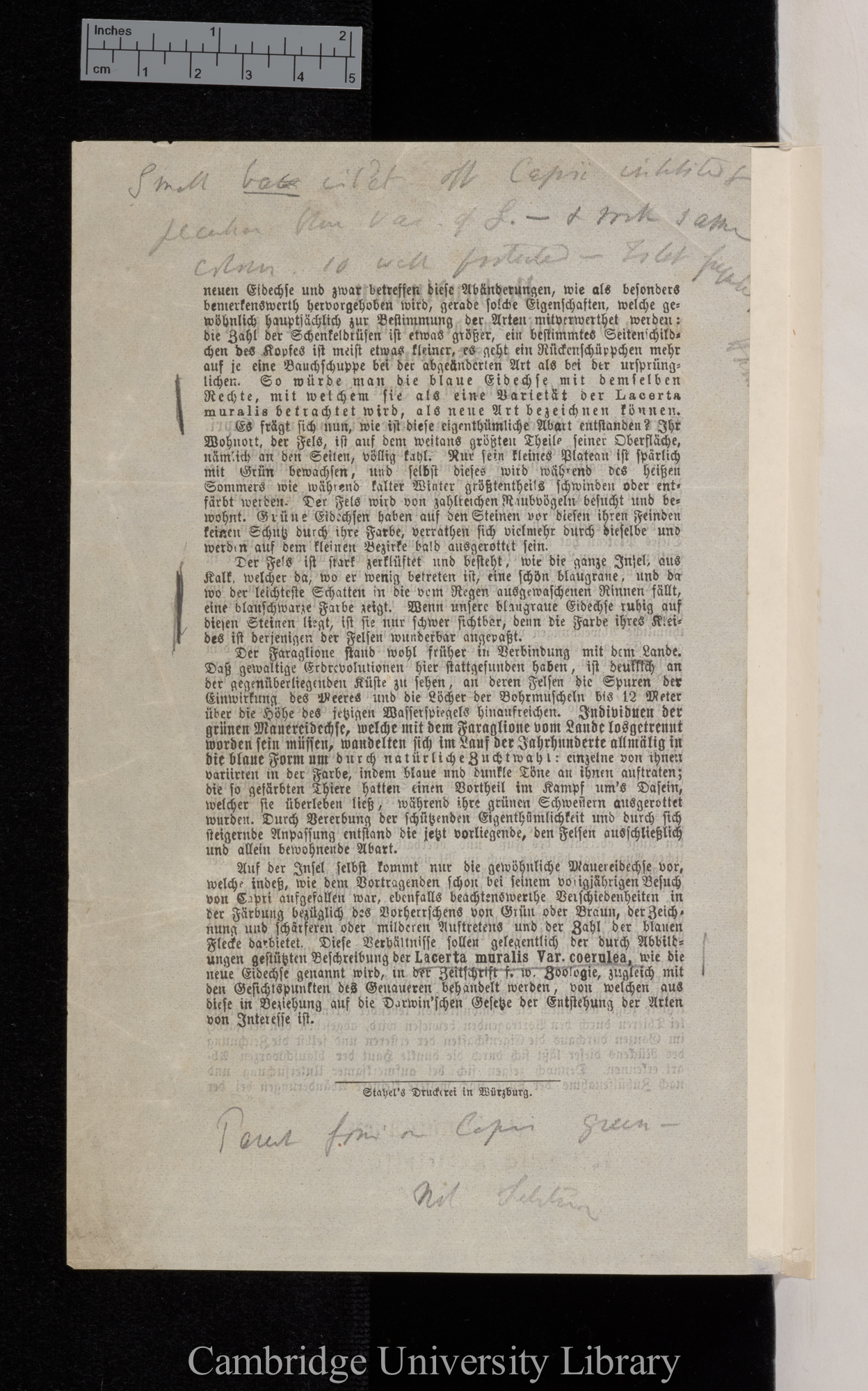 Eimer, Theodor. Eine neue Eidechse von Capri &#39;Physikalisch-Medicinische Gesellschaft, Verhandlungen&#39; 2s  3: ix-xi [2, unpaginated]