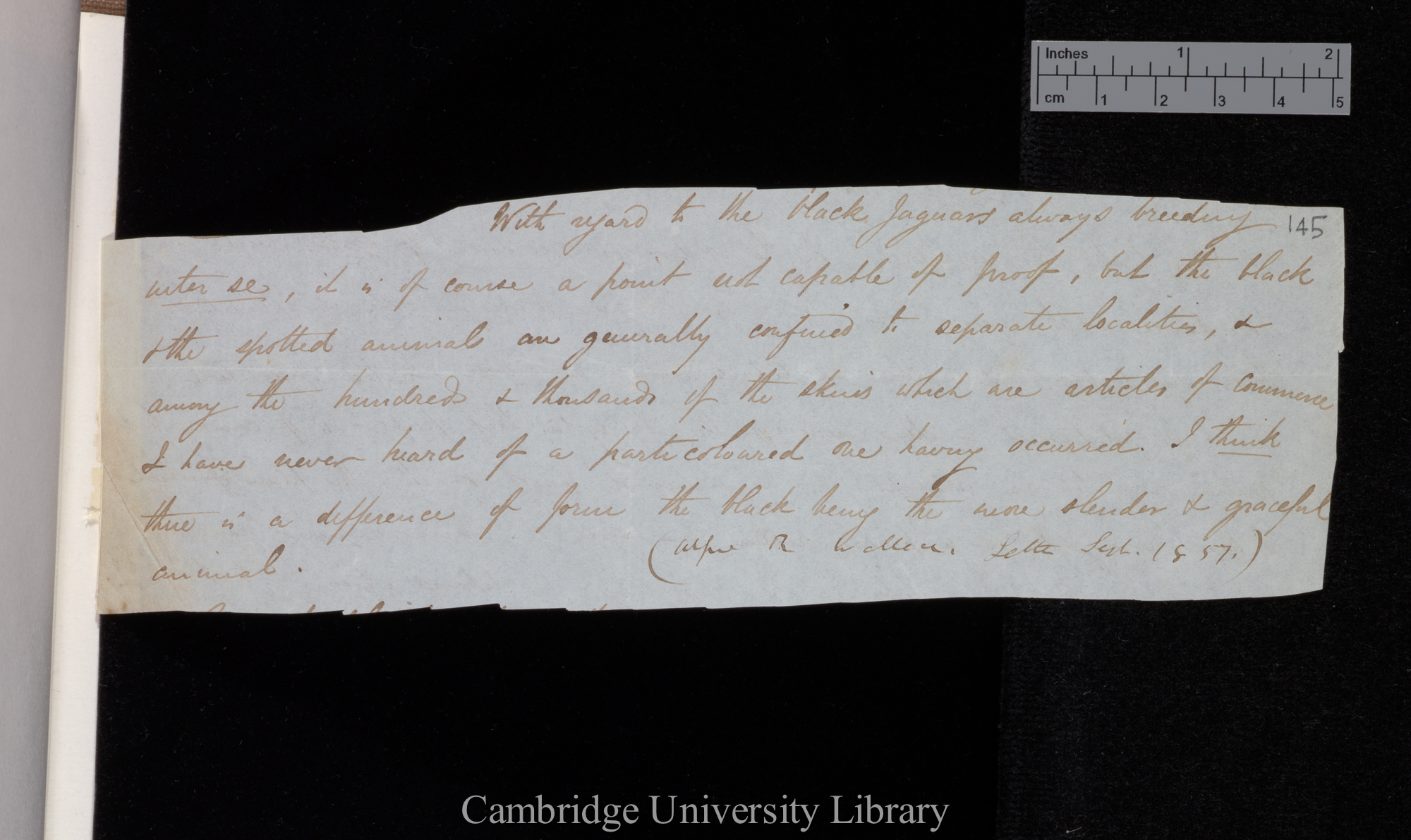 [Alfred Russel Wallace] to Charles Robert Darwin