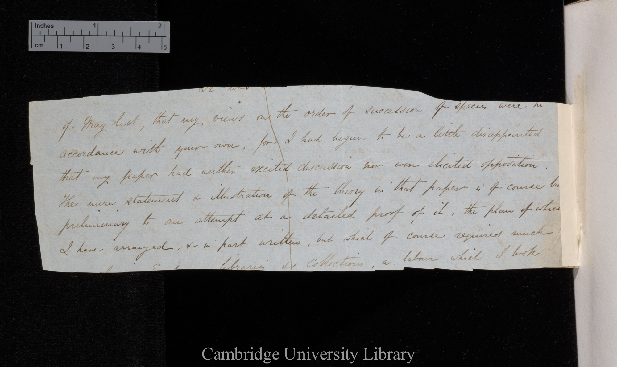 [Alfred Russel Wallace] to Charles Robert Darwin