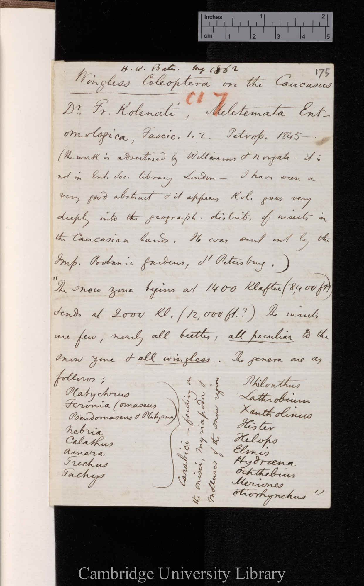 Henry Walter Bates to Charles Robert Darwin