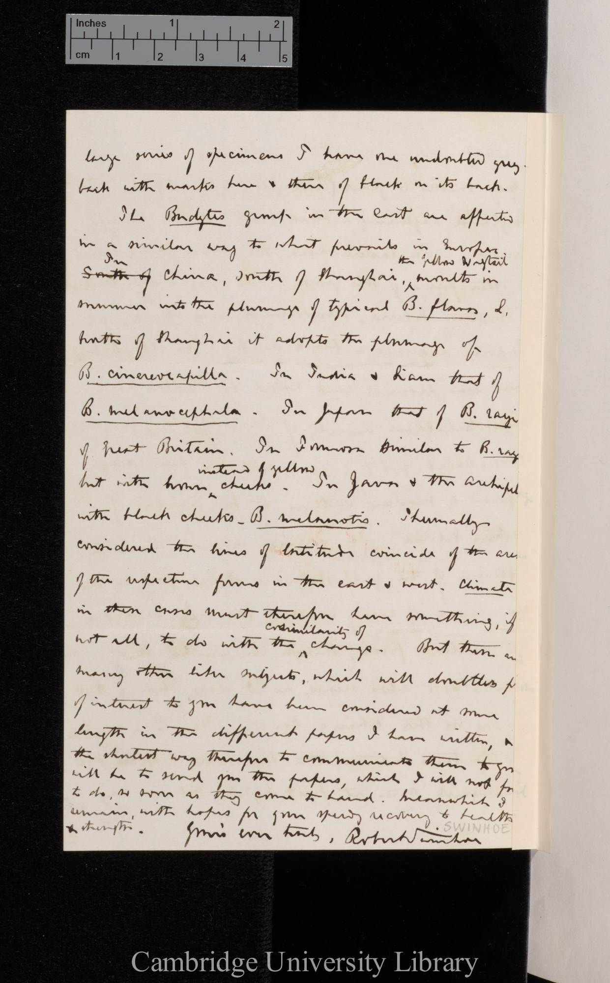 Robert Swinhoe to Charles Robert Darwin