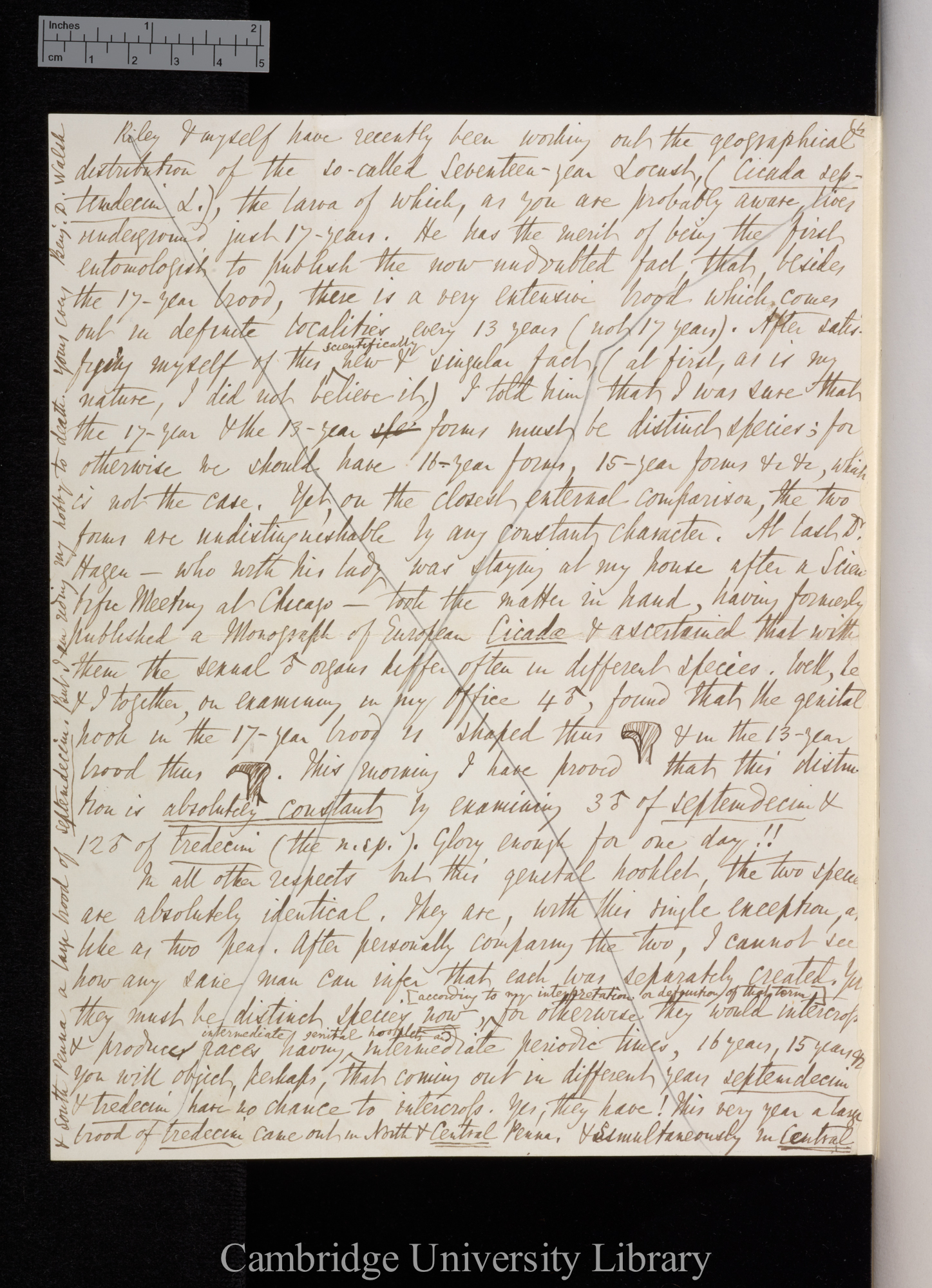 [Benjamin Dann Walsh] to Charles Robert Darwin