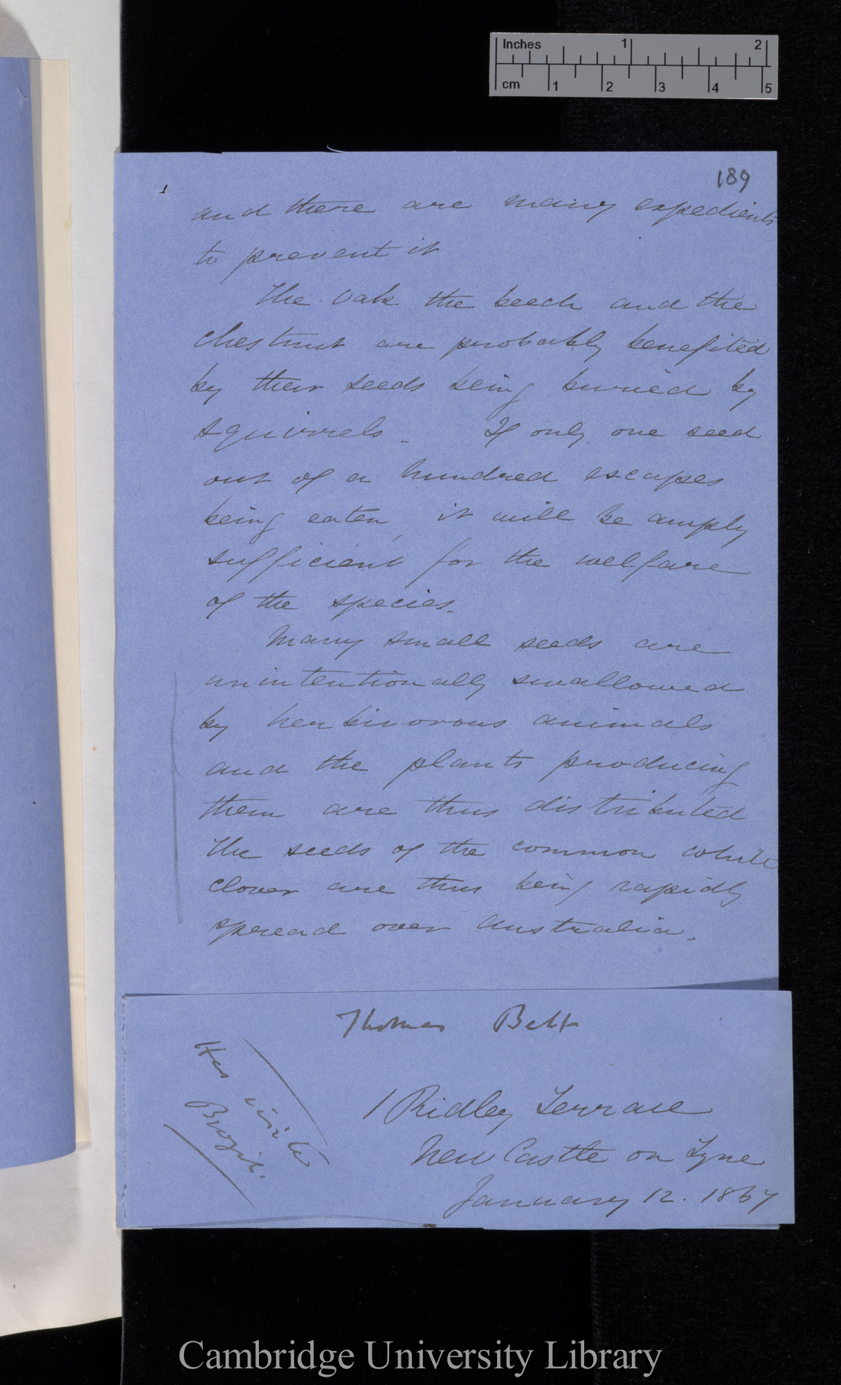 [Thomas Belt] to Charles Robert Darwin