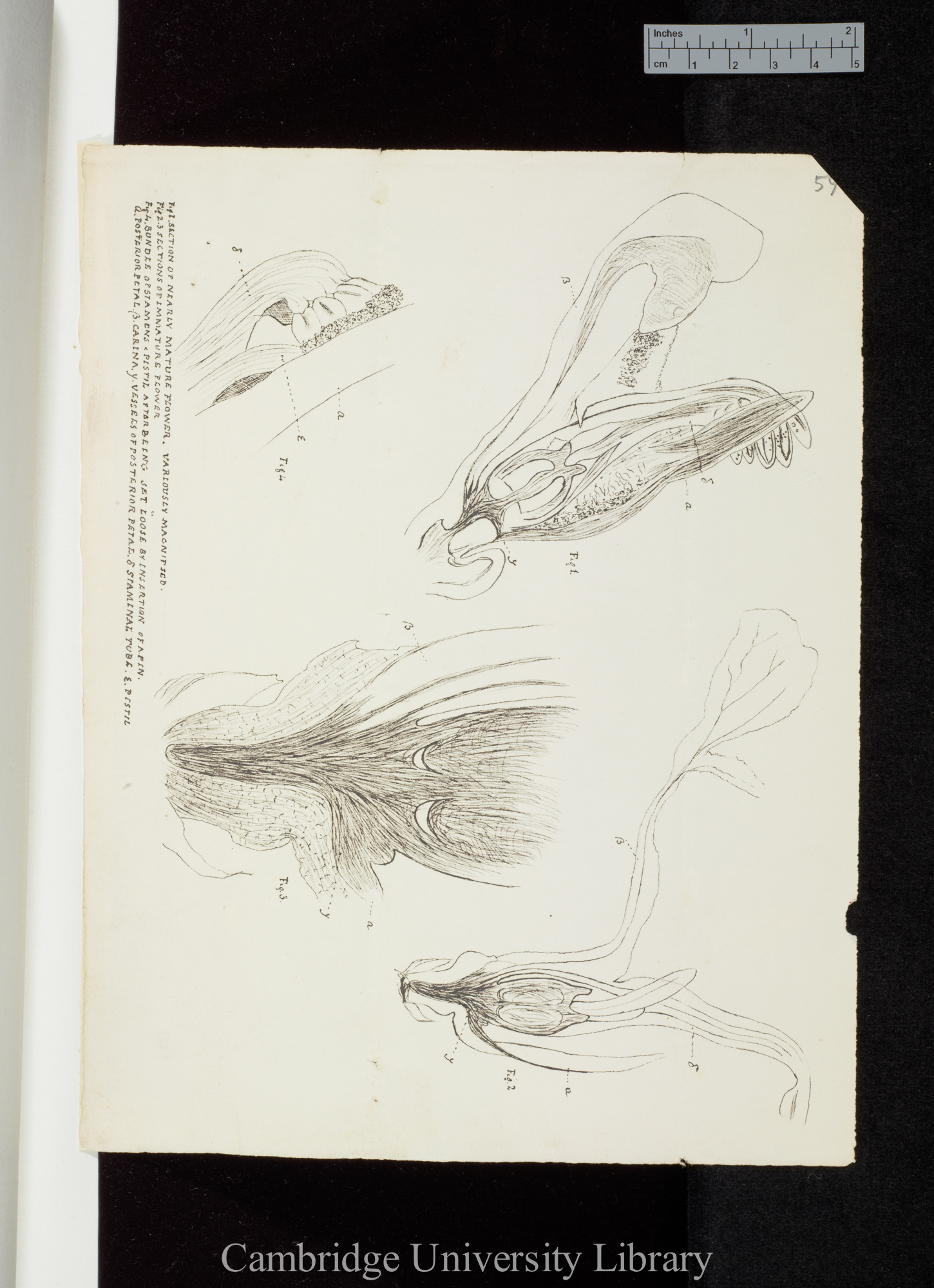 Muralitia ericaefolia, drawings of dissected flowers