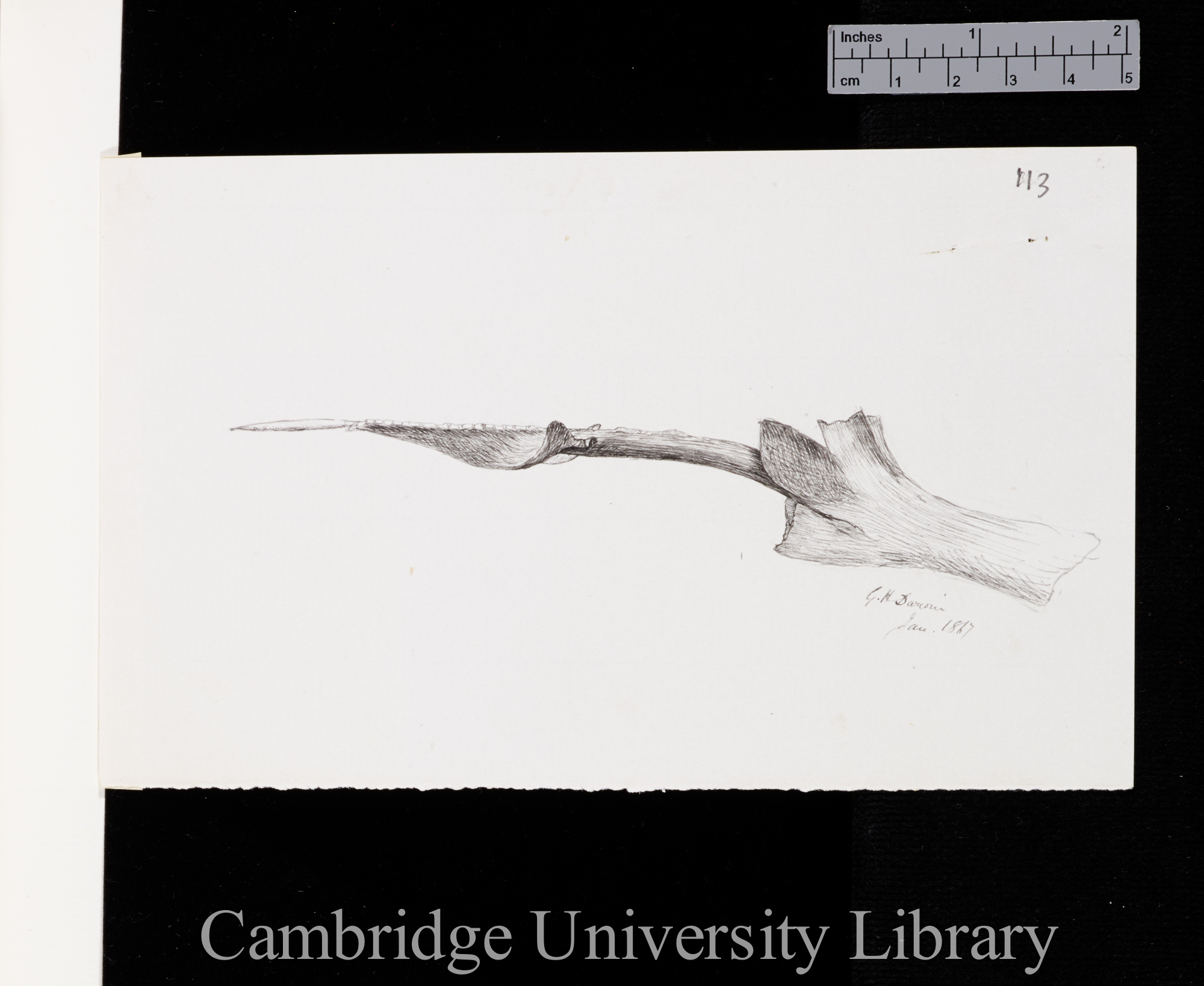 Dissection of Strelitzia flower