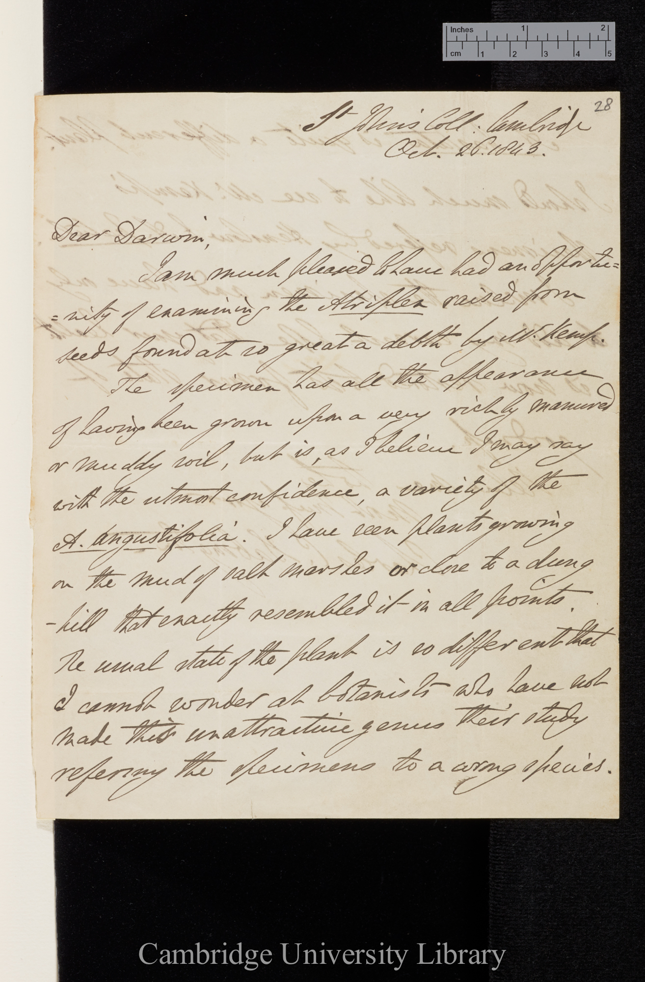 Charles Cardale Babington to Charles Robert Darwin