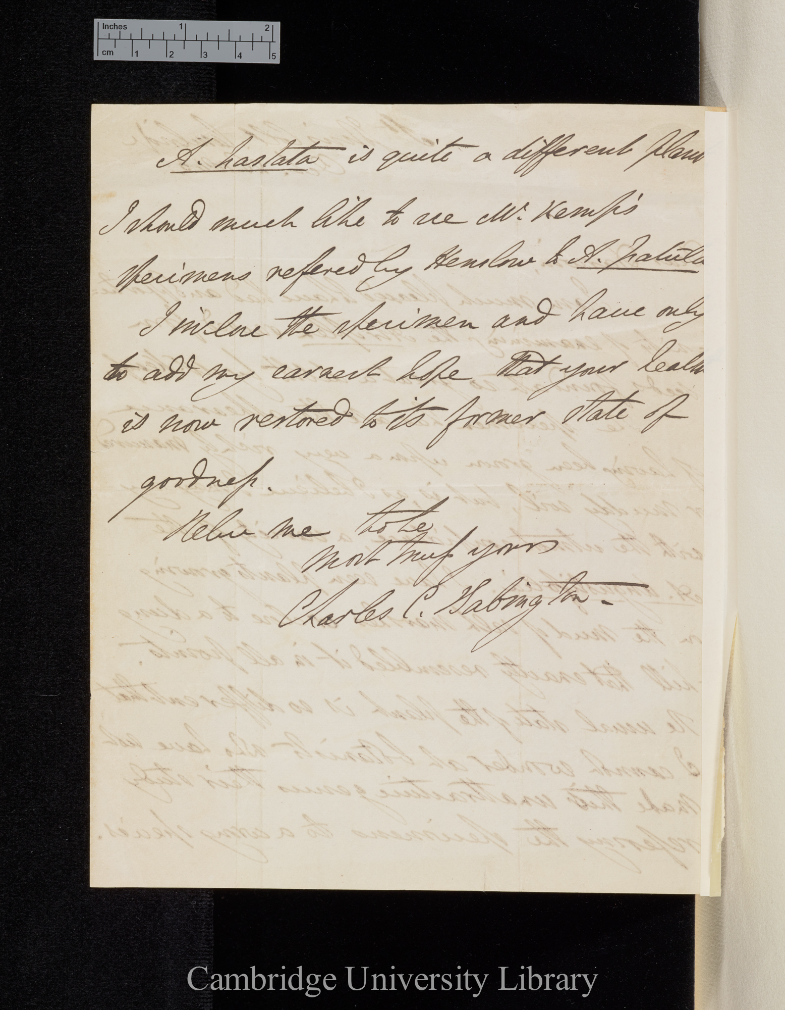 Charles Cardale Babington to Charles Robert Darwin