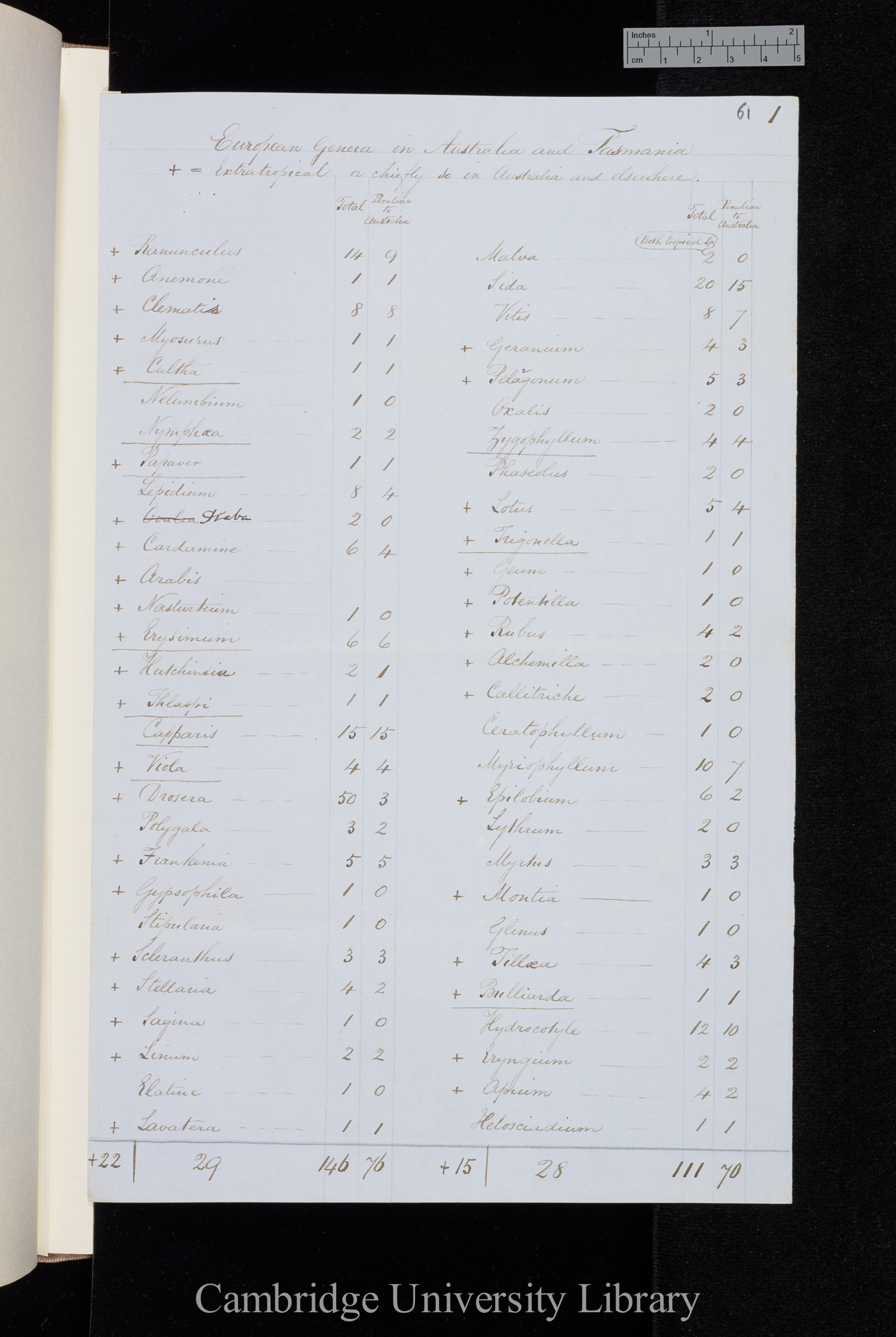 European Genera in Australia and Tasmania [table of species and numbers]