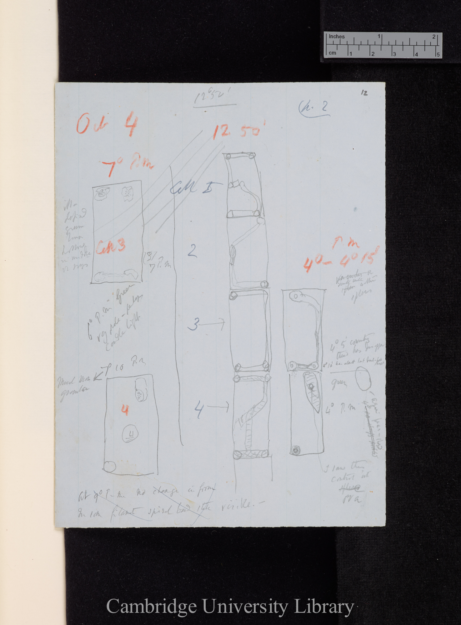 [annotated diagram of plant experiments] [application of acetic acid]