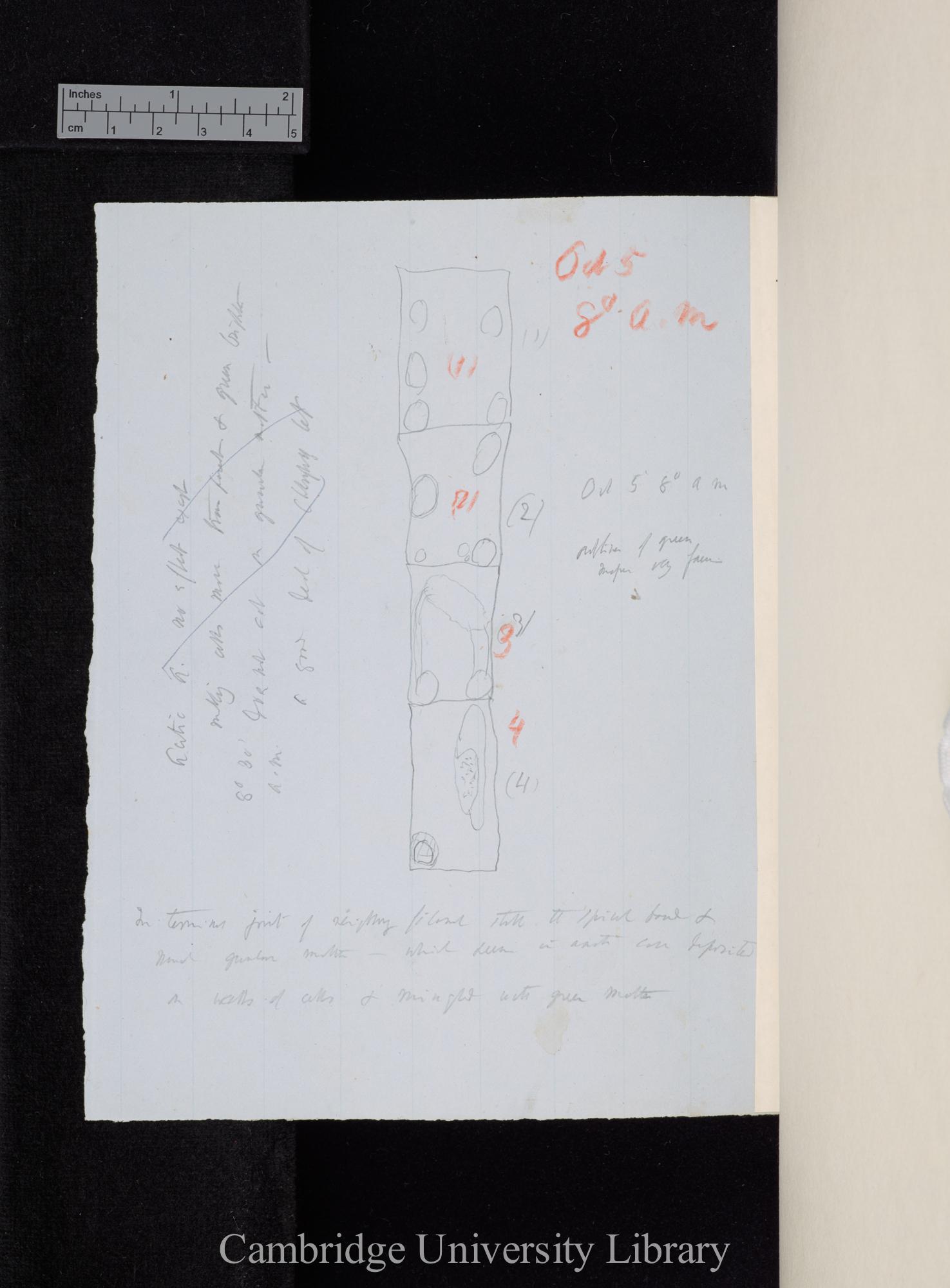 [annotated diagram of plant experiments] [application of acetic acid]