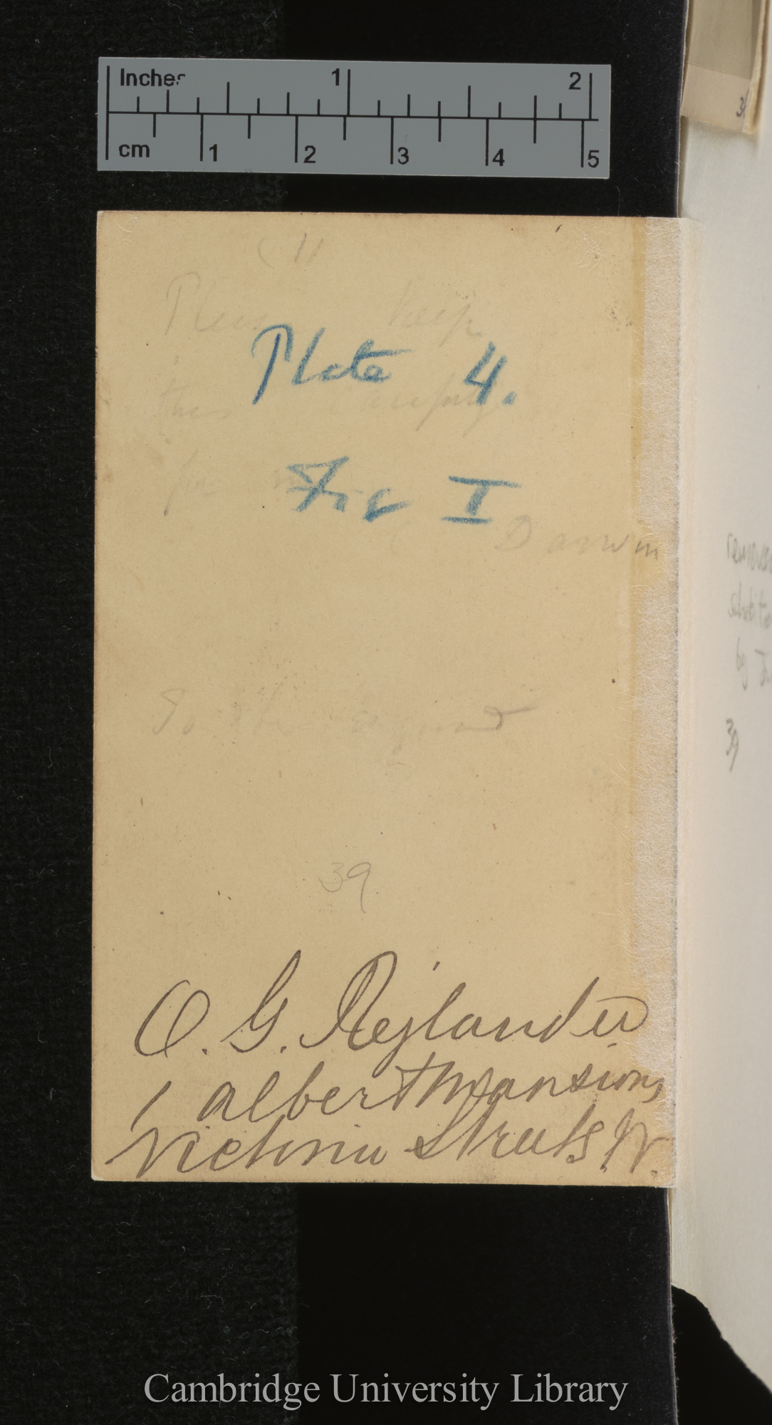 [verso of photograph - photographer signature (O G Rejlander)]; annotated by Charles Robert Darwin