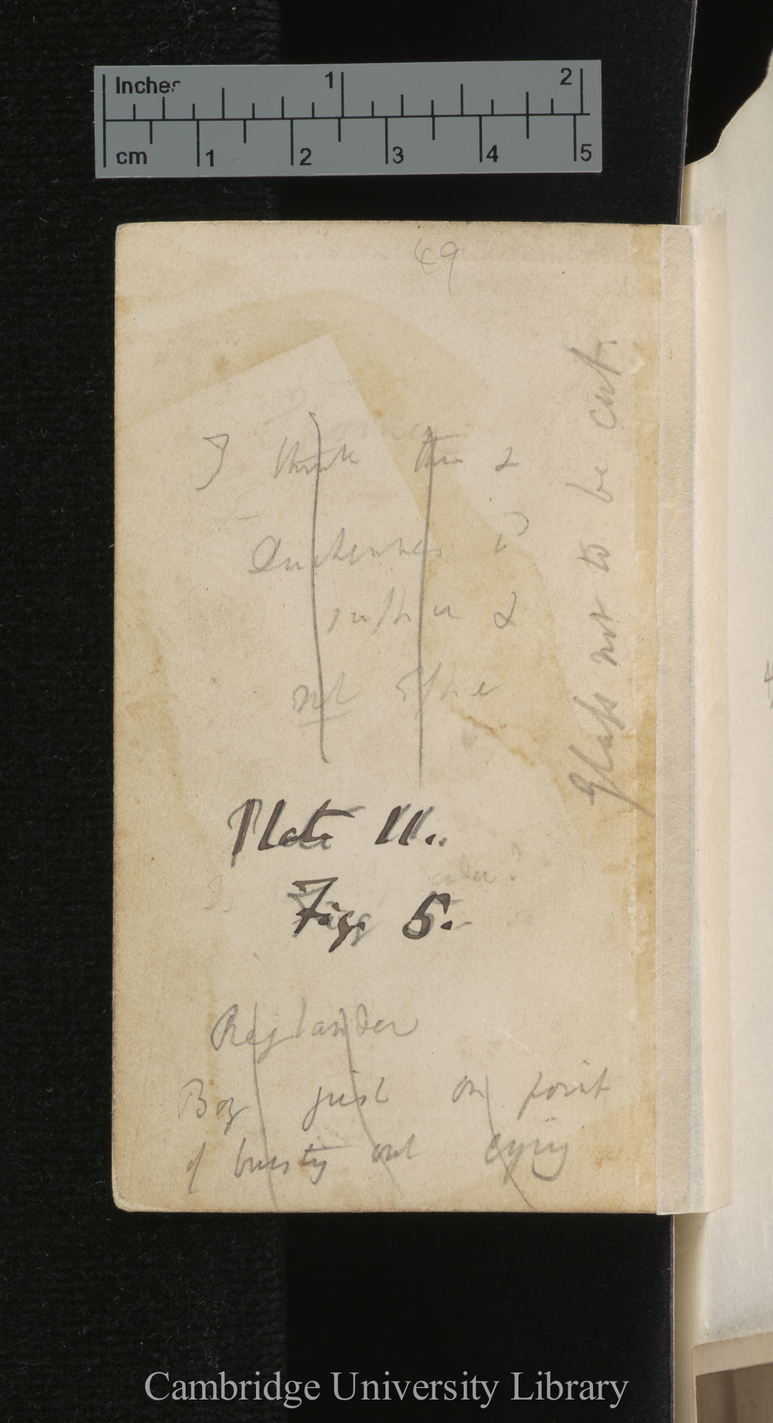 [verso of photograph]; annotated by Charles Robert Darwin