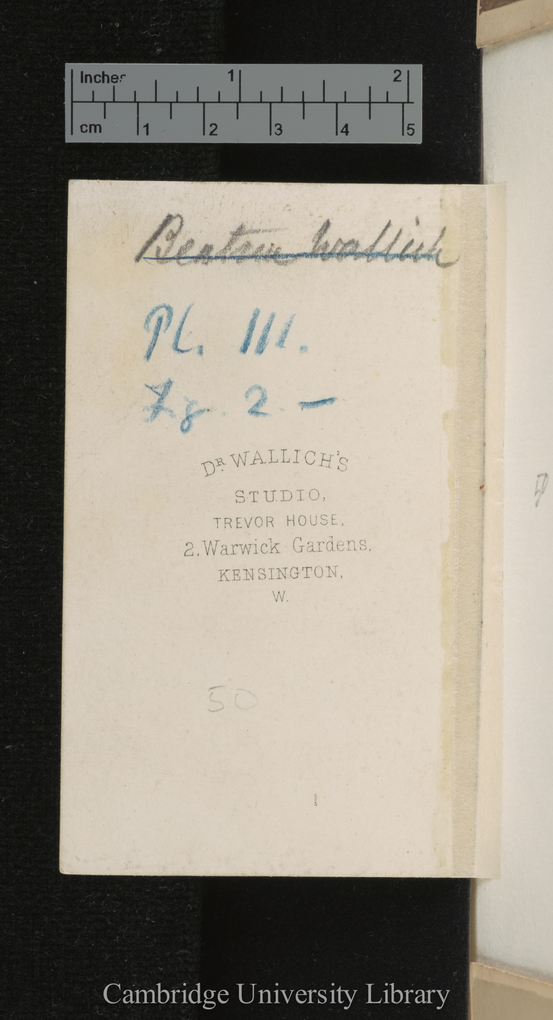 [verso of photograph - photographer imprint (Dr Wallich)]; annotated by Charles Robert Darwin