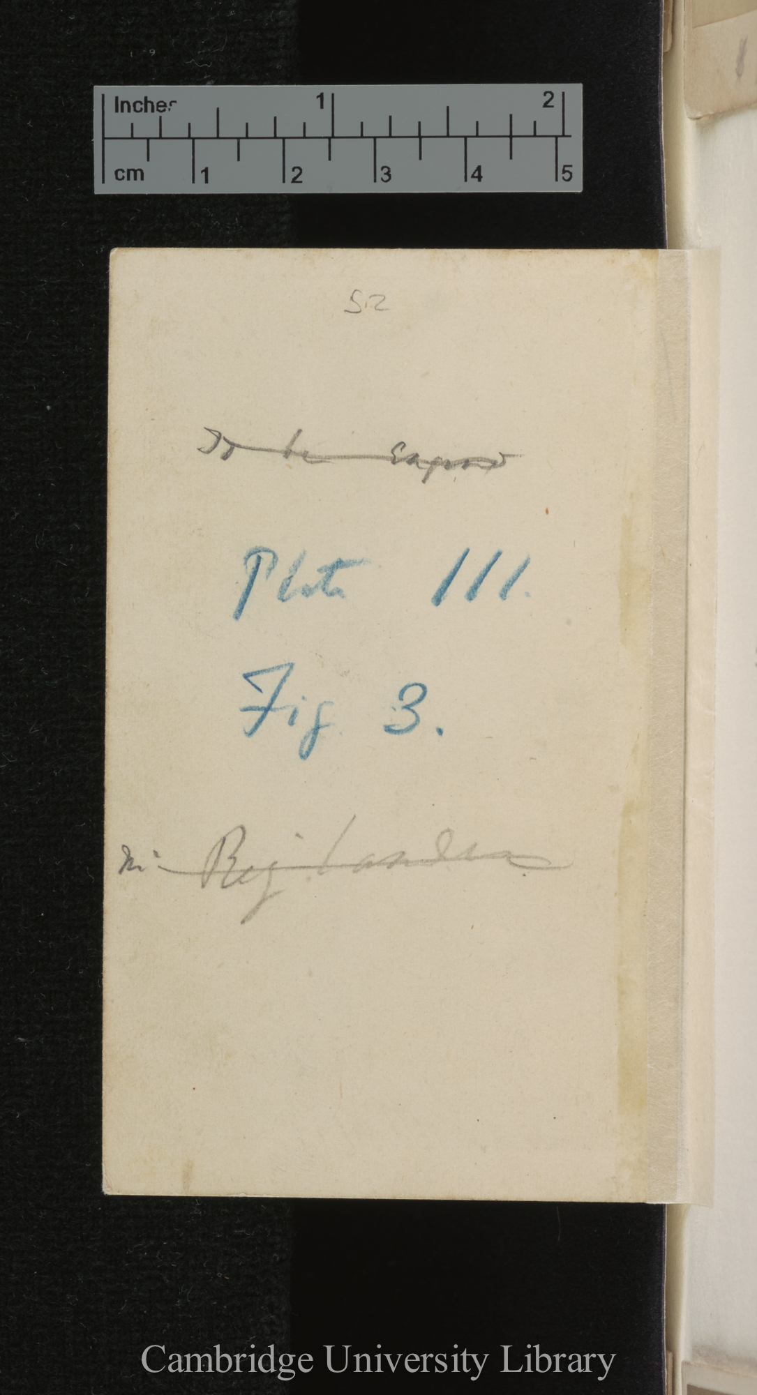 [verso of photograph]; annotated by Charles Robert Darwin