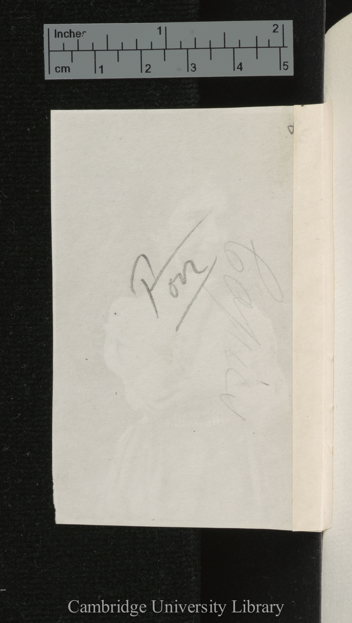 [verso of photograph]; annotated by Charles Robert Darwin(?)