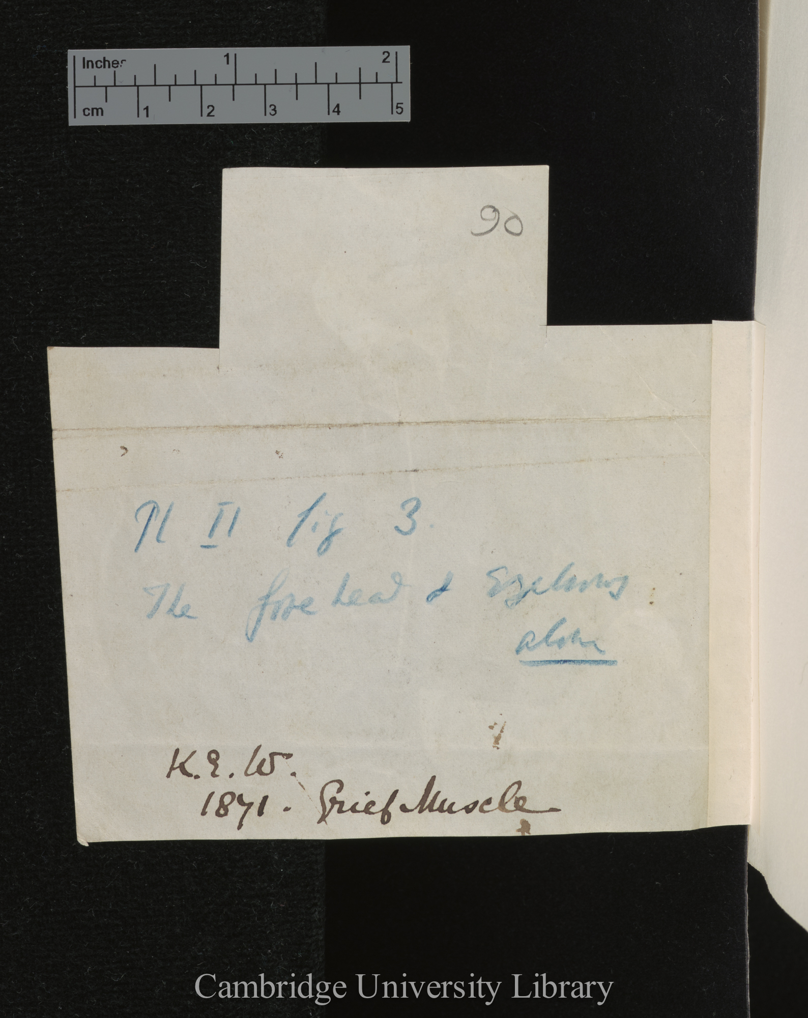 [verso of photograph]; annotated by Charles Robert Darwin