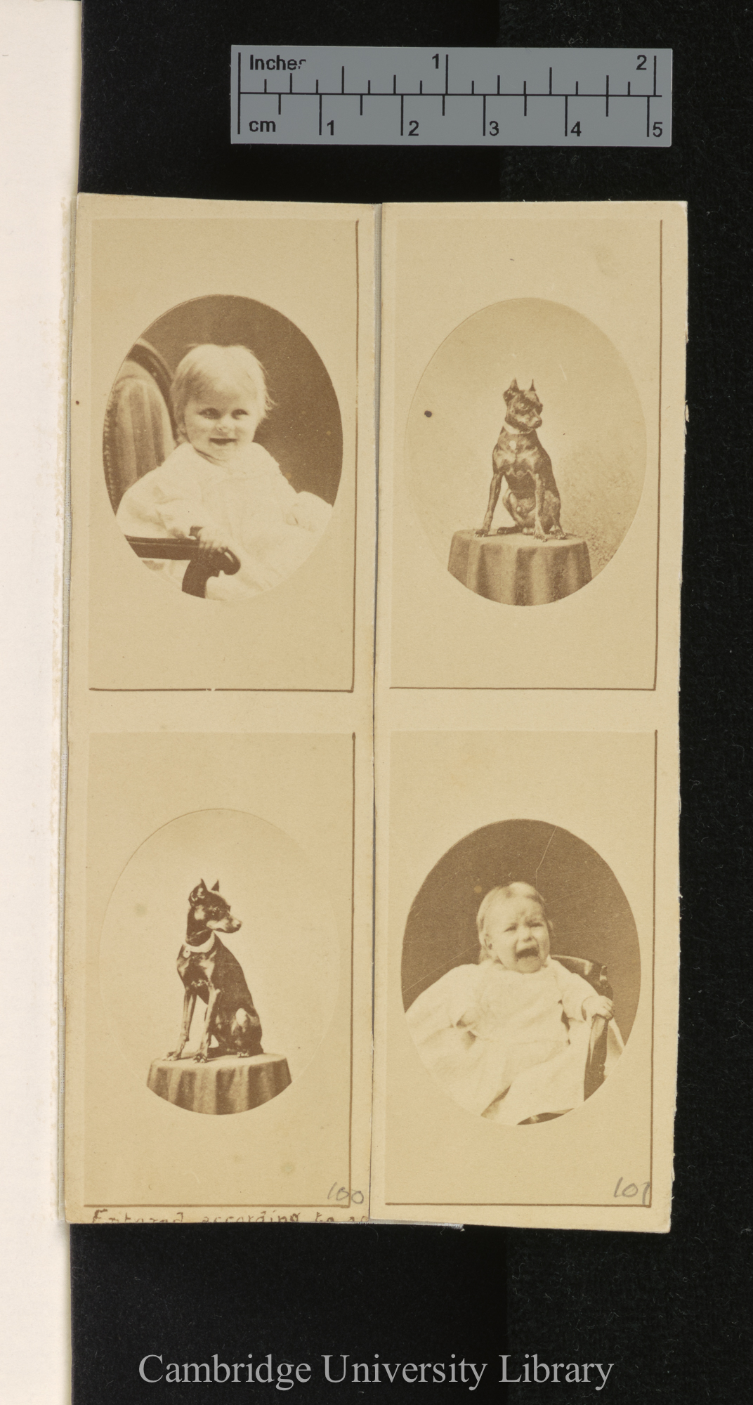 Photo of [unidentified infants and dog]