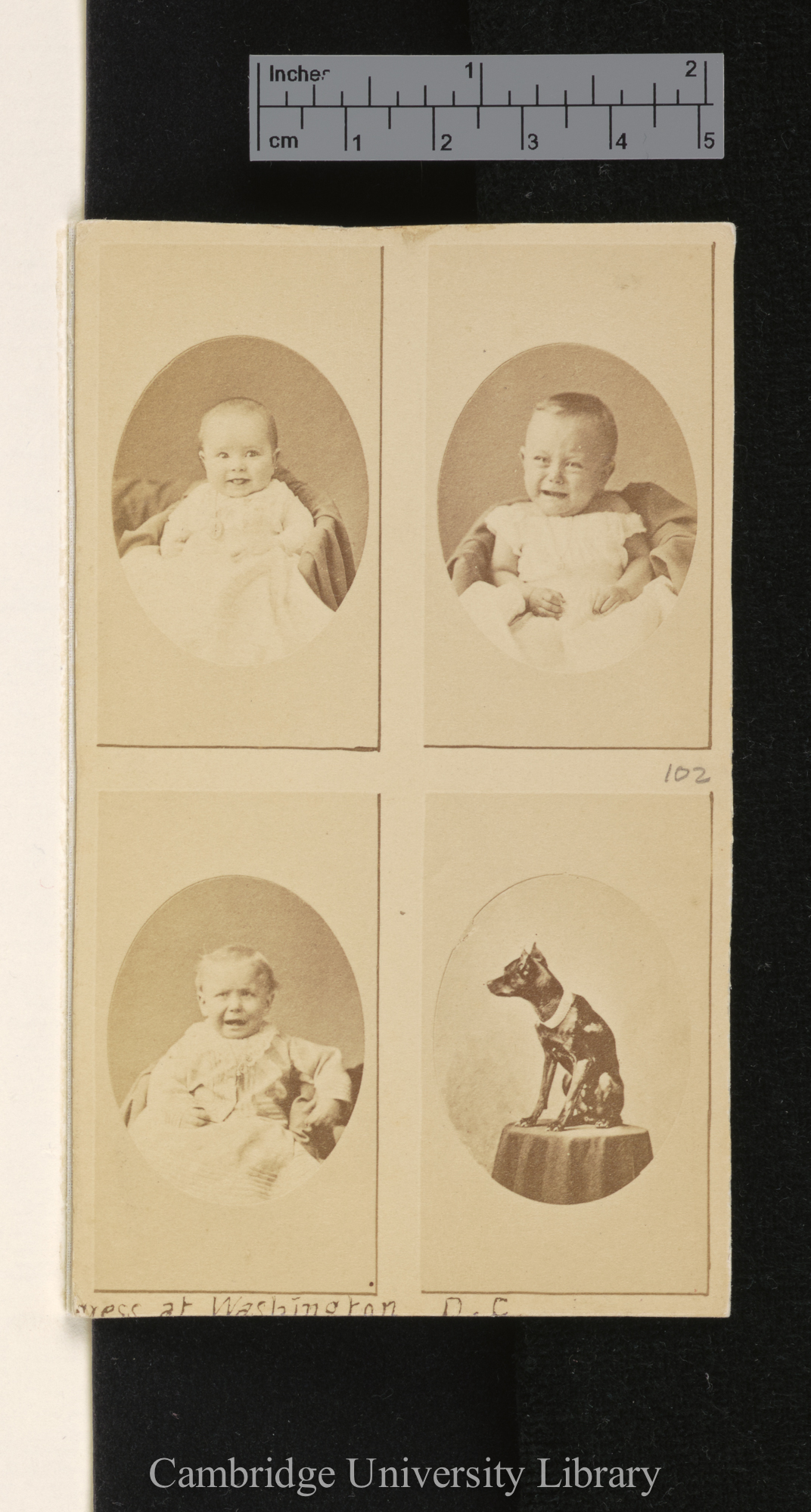 Photo of [unidentified infants and dog]