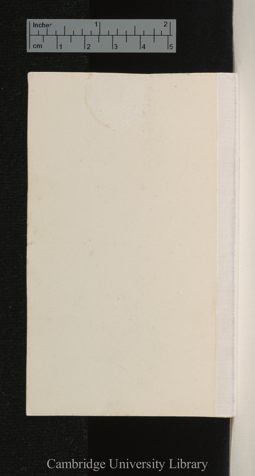 [verso of mounted photographs - blank]