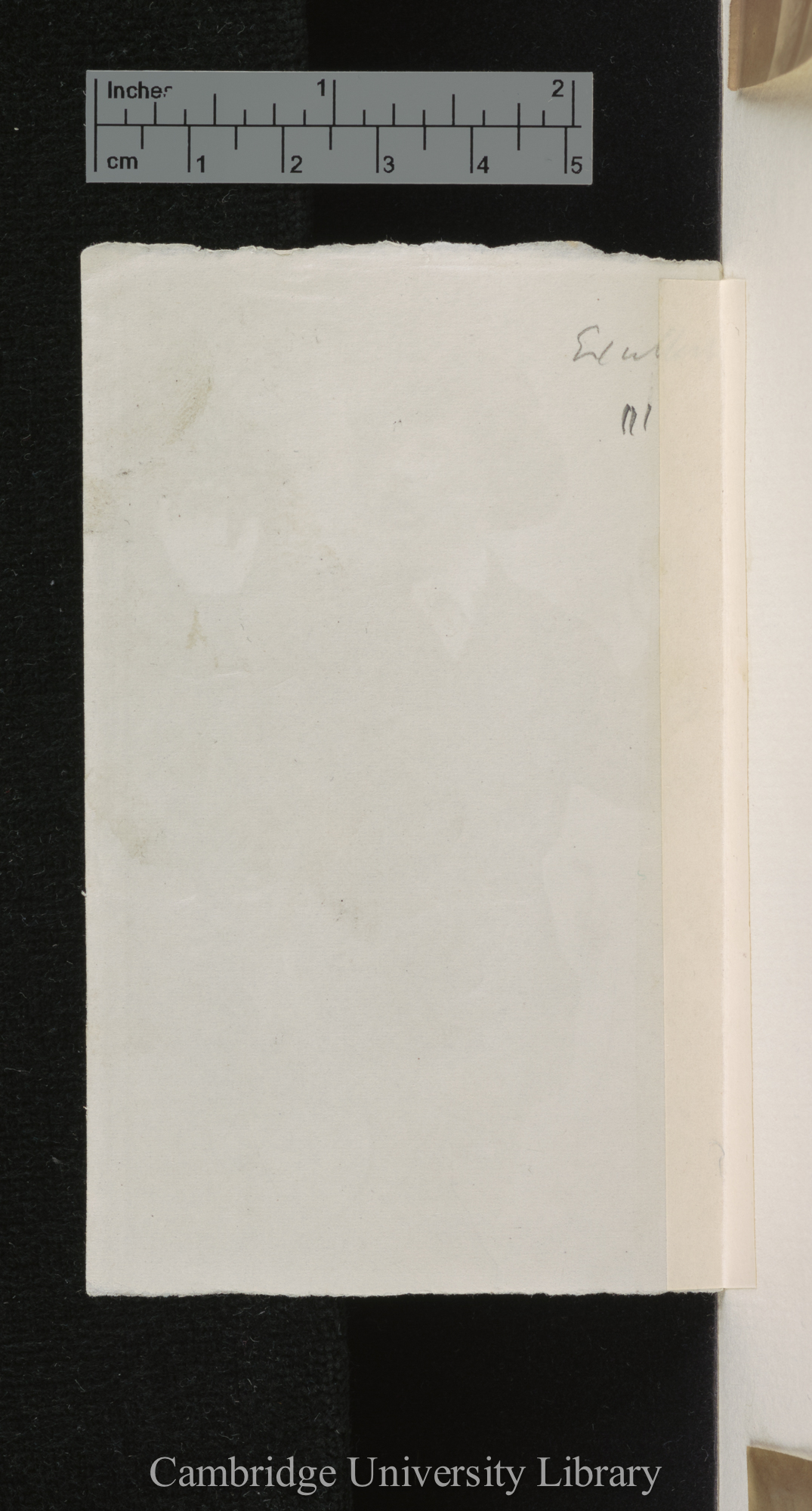 [verso of photograph]; annotated by Charles Robert Darwin