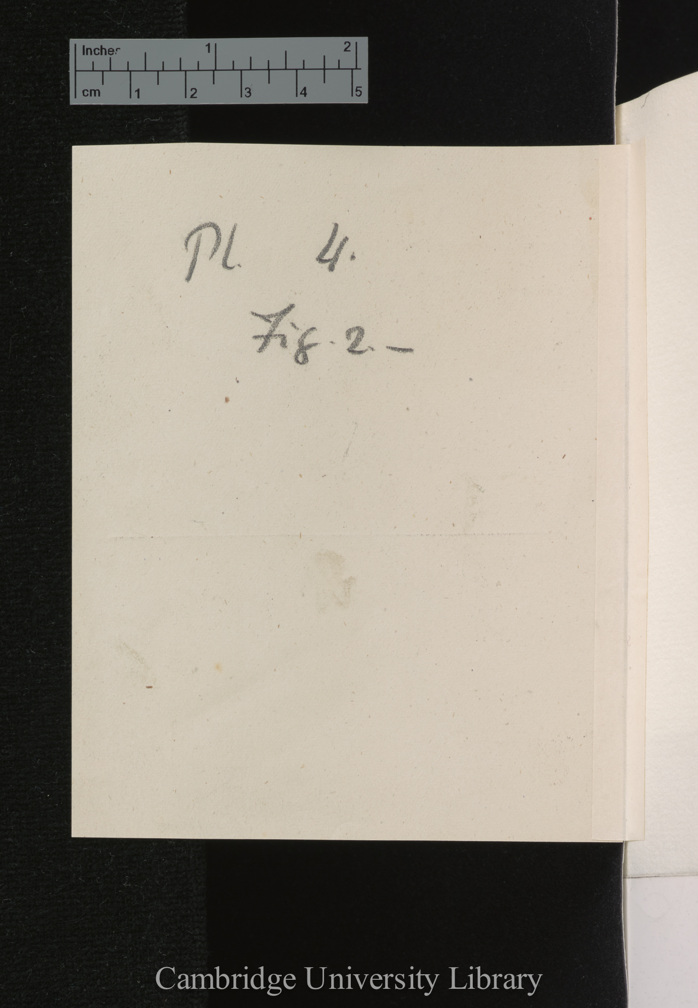 [verso of photograph]; annotated by Charles Robert Darwin