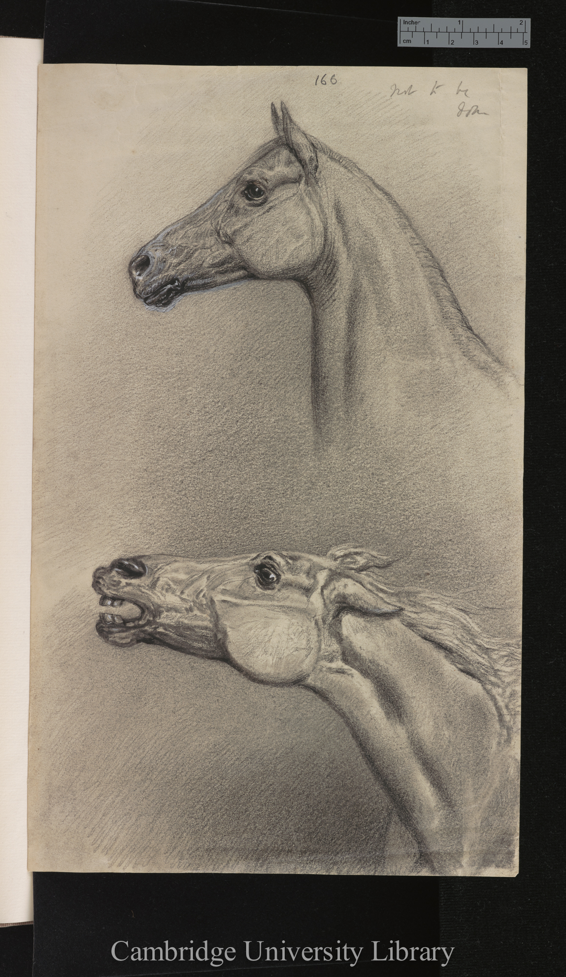 pencil drawings of horses&#39; heads