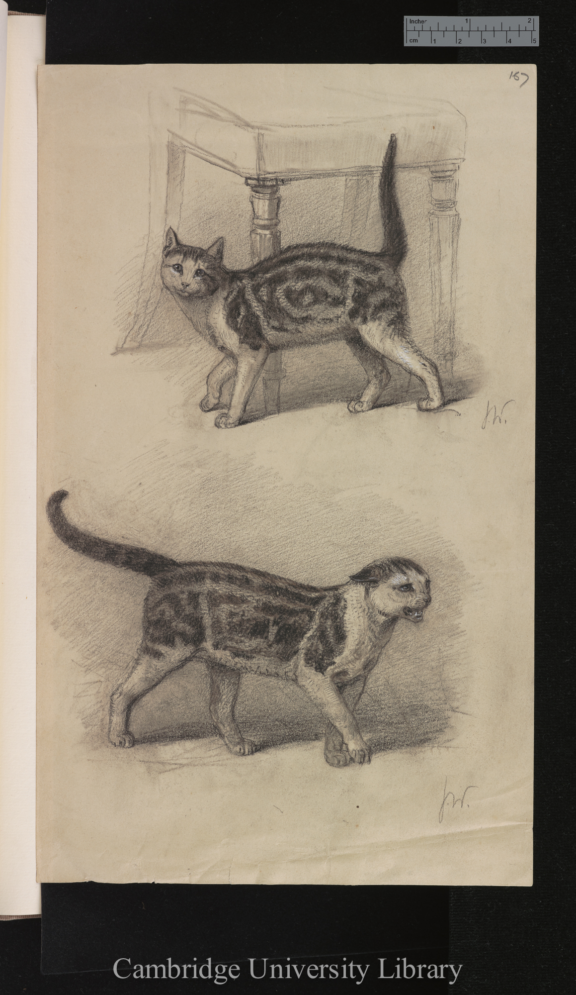 pencil drawings of cats