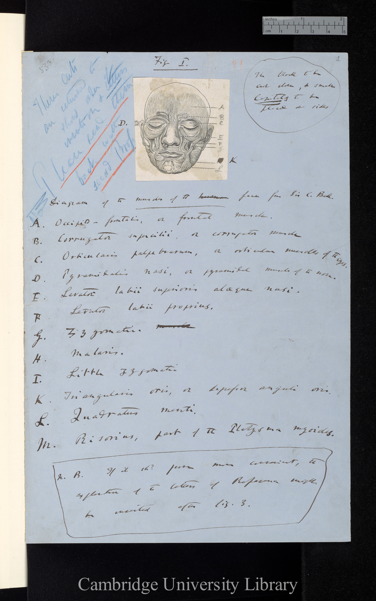 Fig 1 / Diagram of the muscles of the human face from Sir C Bell [with copy for key, and instructions to engraver]